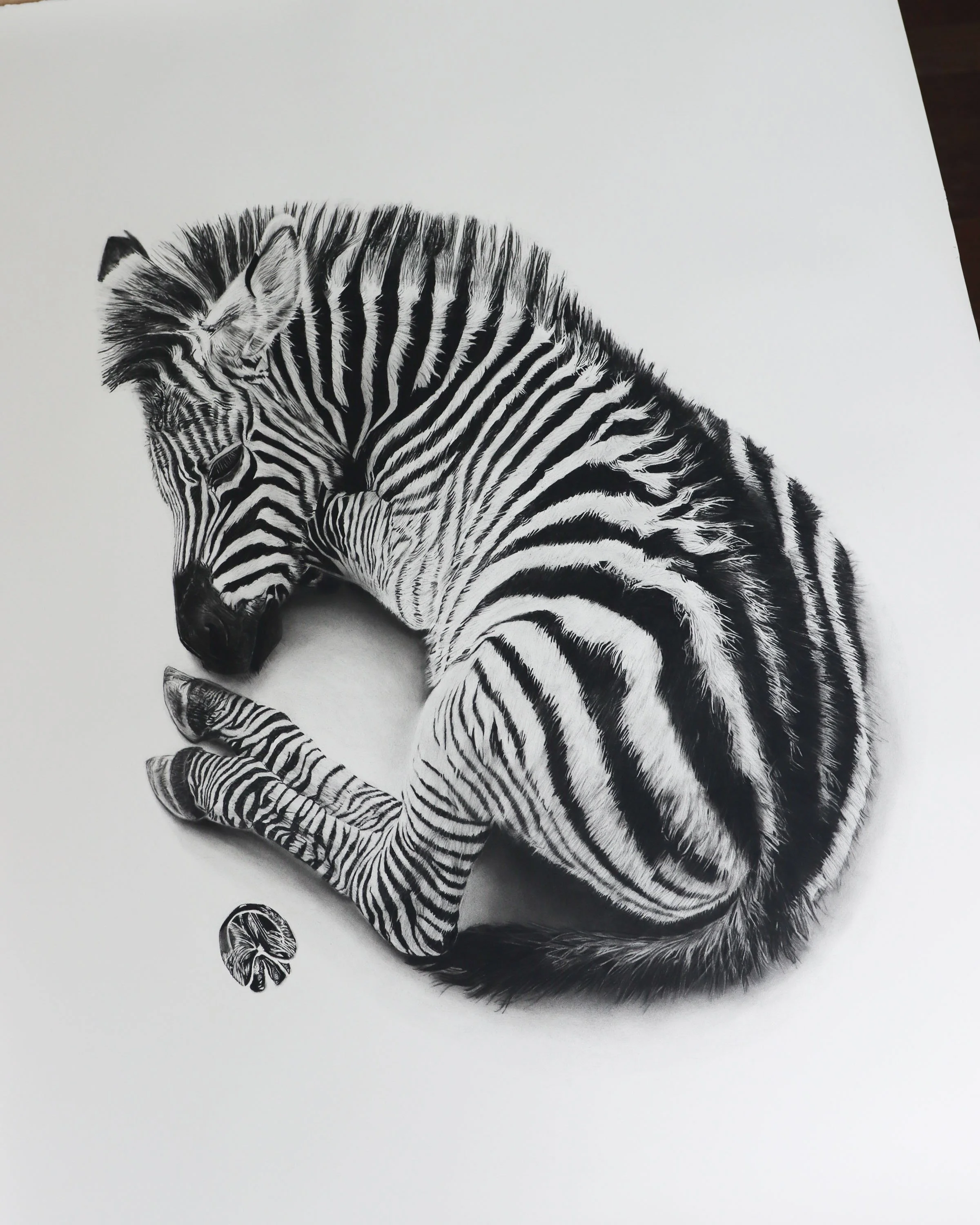 zebra Georgia Harris.jpg