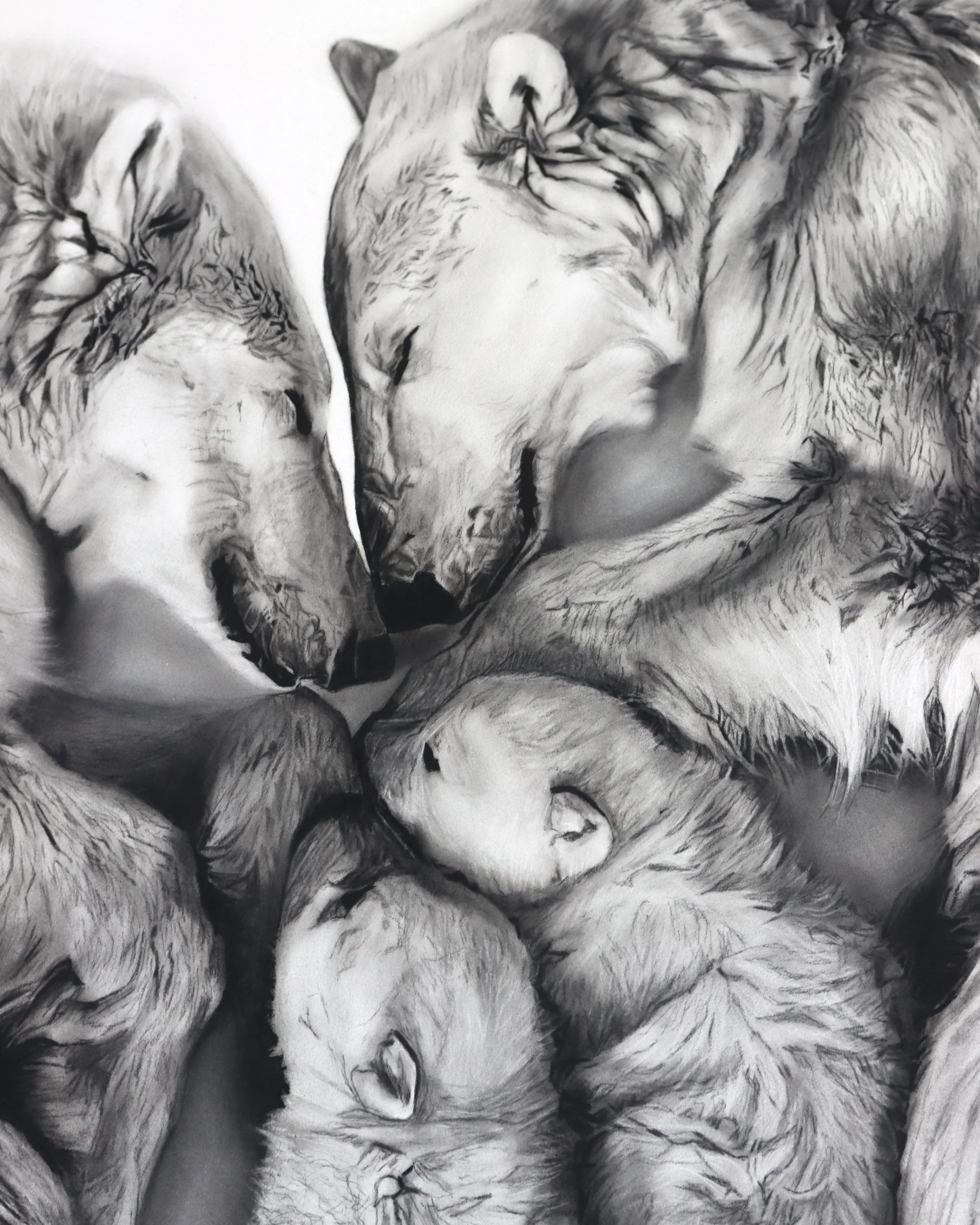 Close up of Refuge, a charcoal drawing of polar bears by Rob Harris