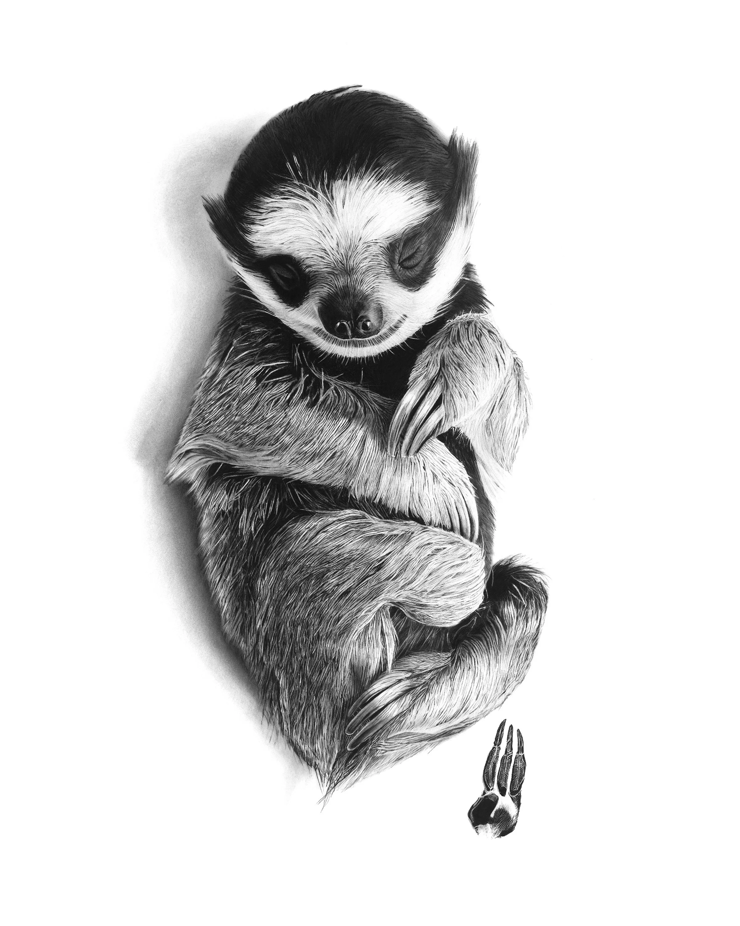 sloth-charcoal-baby-paws-isolated.jpg