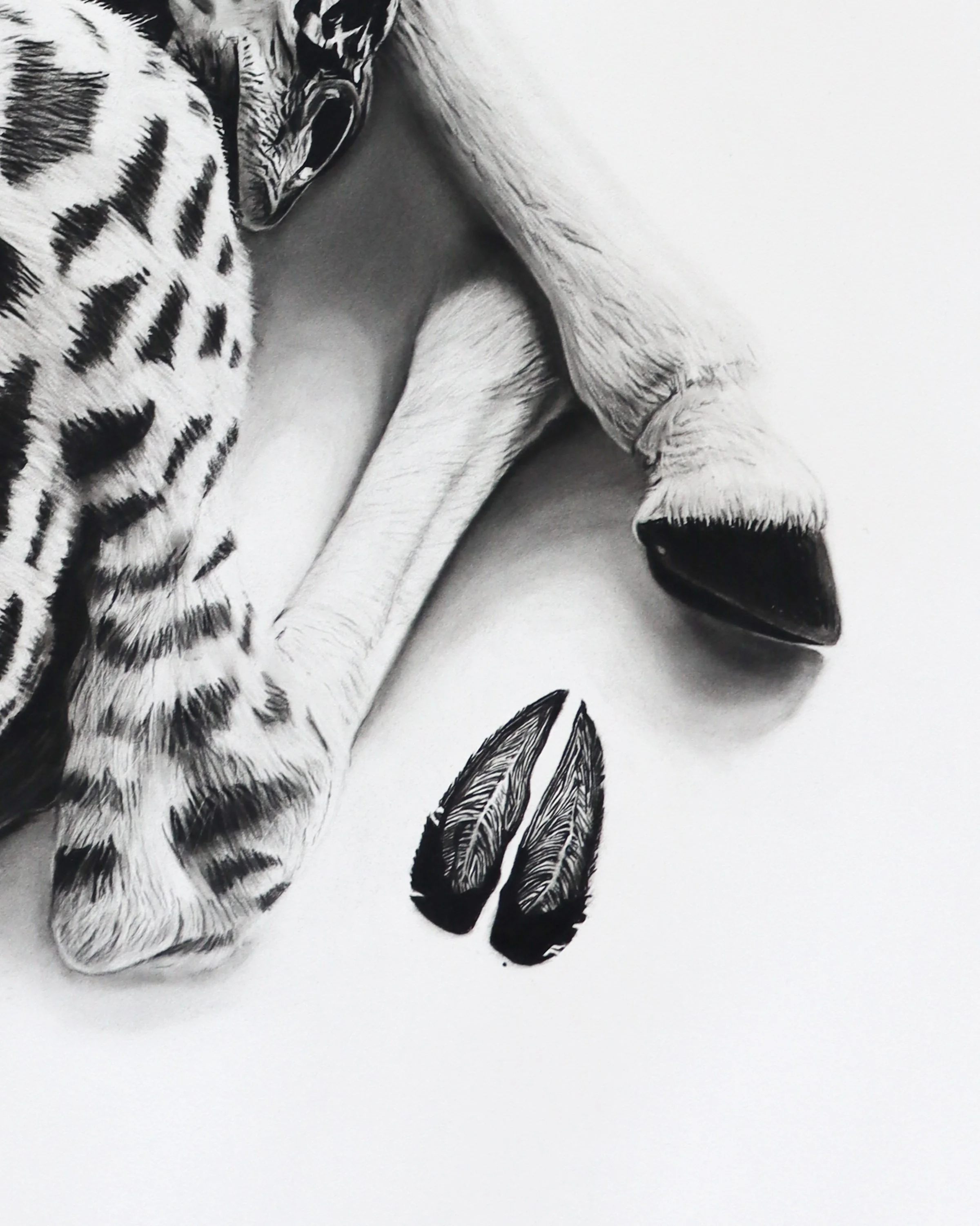 rob-harris-art-story-charcoal-giraffe-baby-paws-detail.jpg