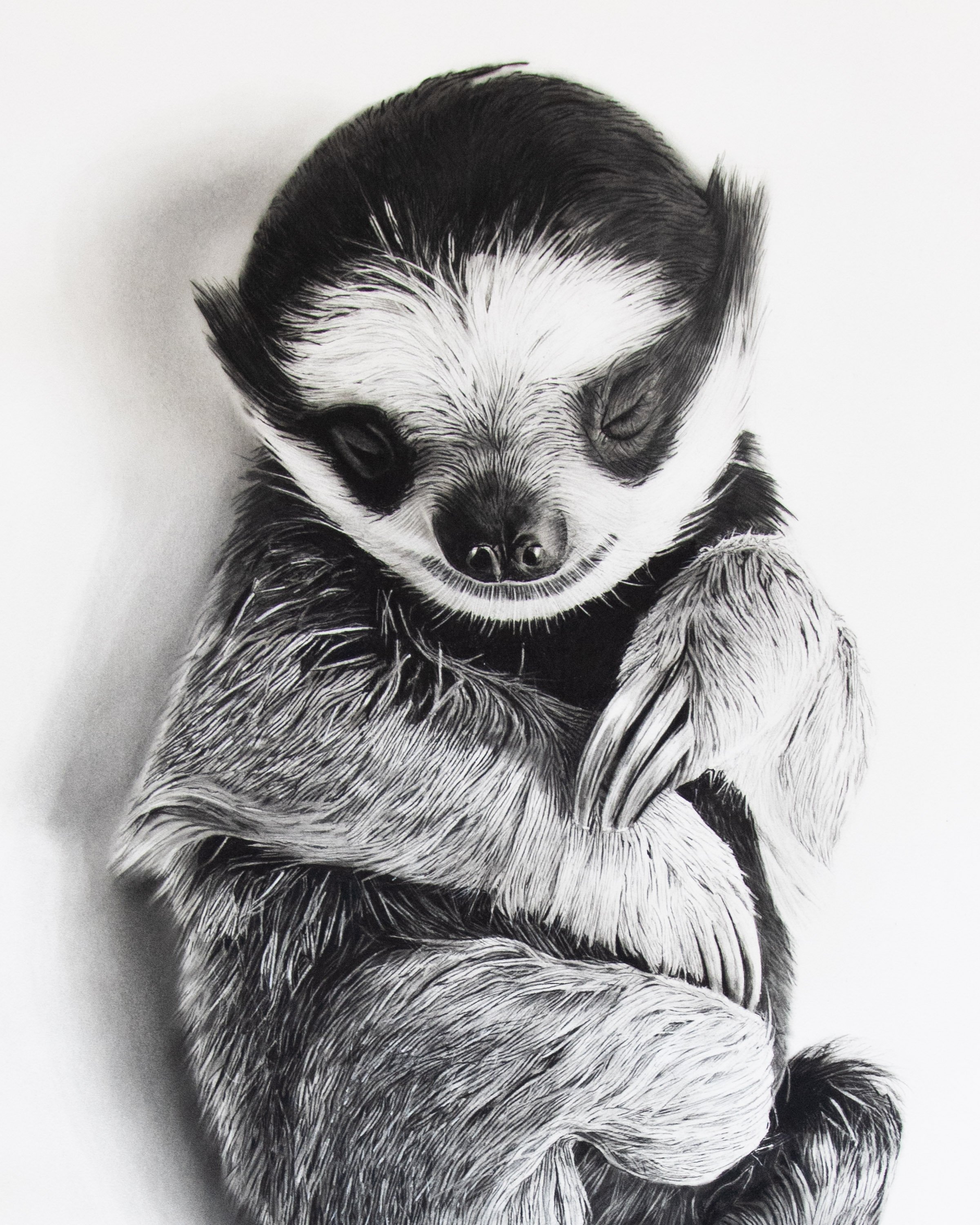sloth-charcoal-baby-paws-face.jpg