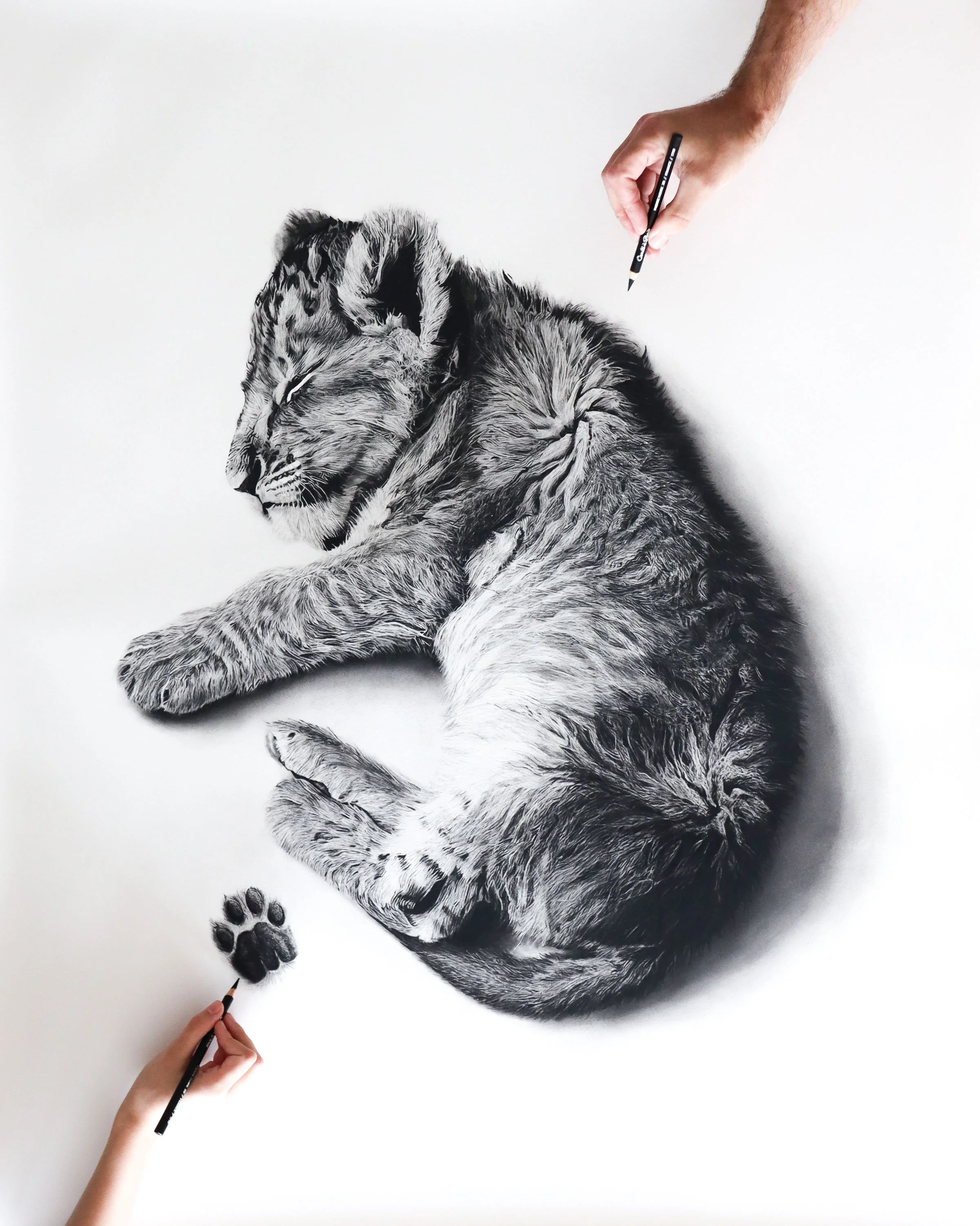 Lion Original  (In Private Collection)