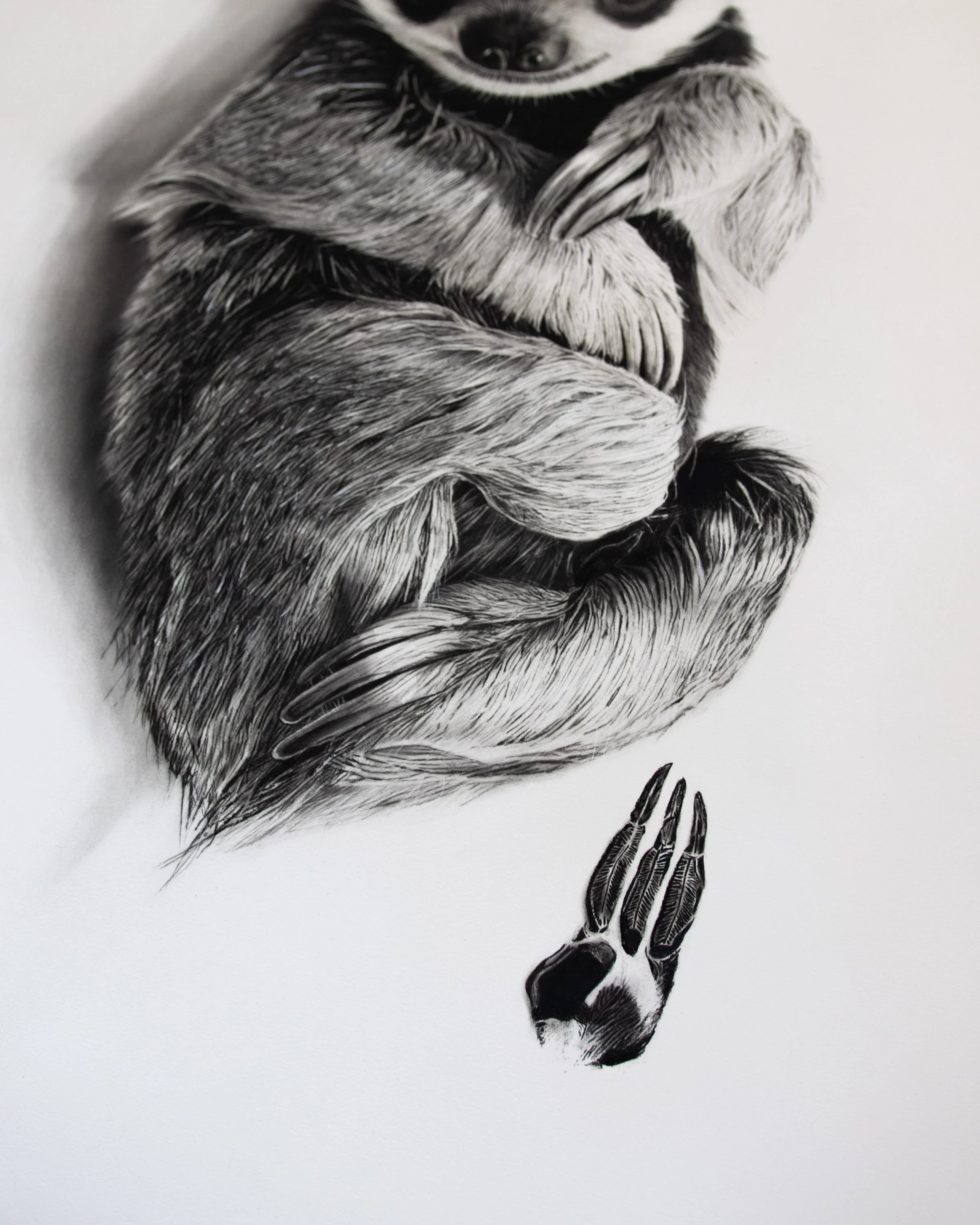 sloth-charcoal-baby-paws-pawprint.jpg