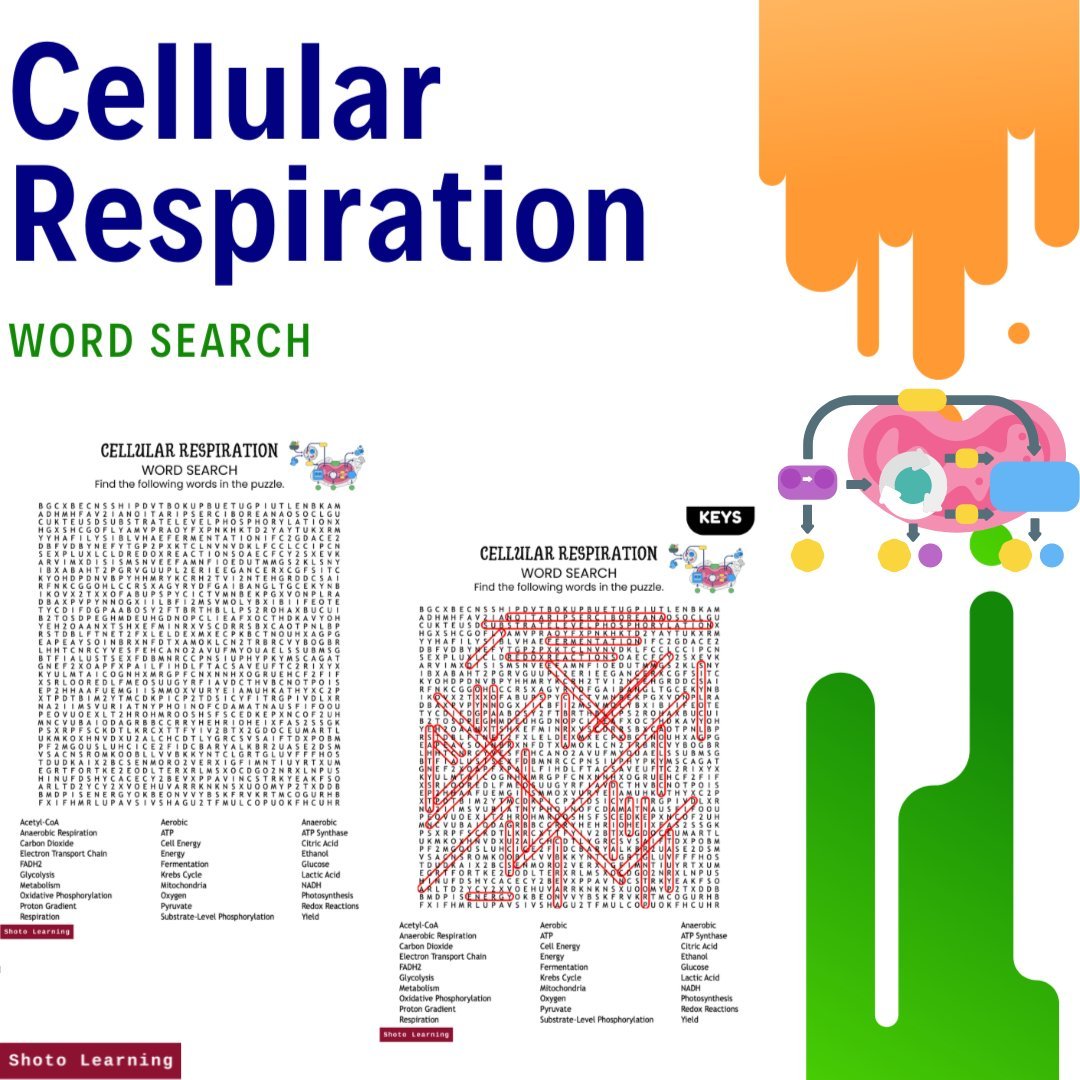 Cellular Respiration Posters Bundle - Visual Learning Tools