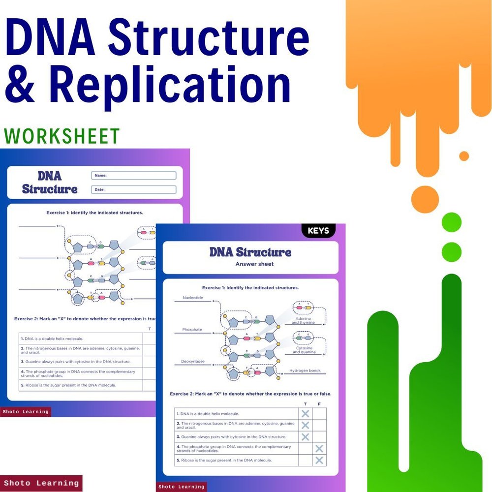 Dna Rna And Replication Worksheet Answer Key Interactive Worksheets