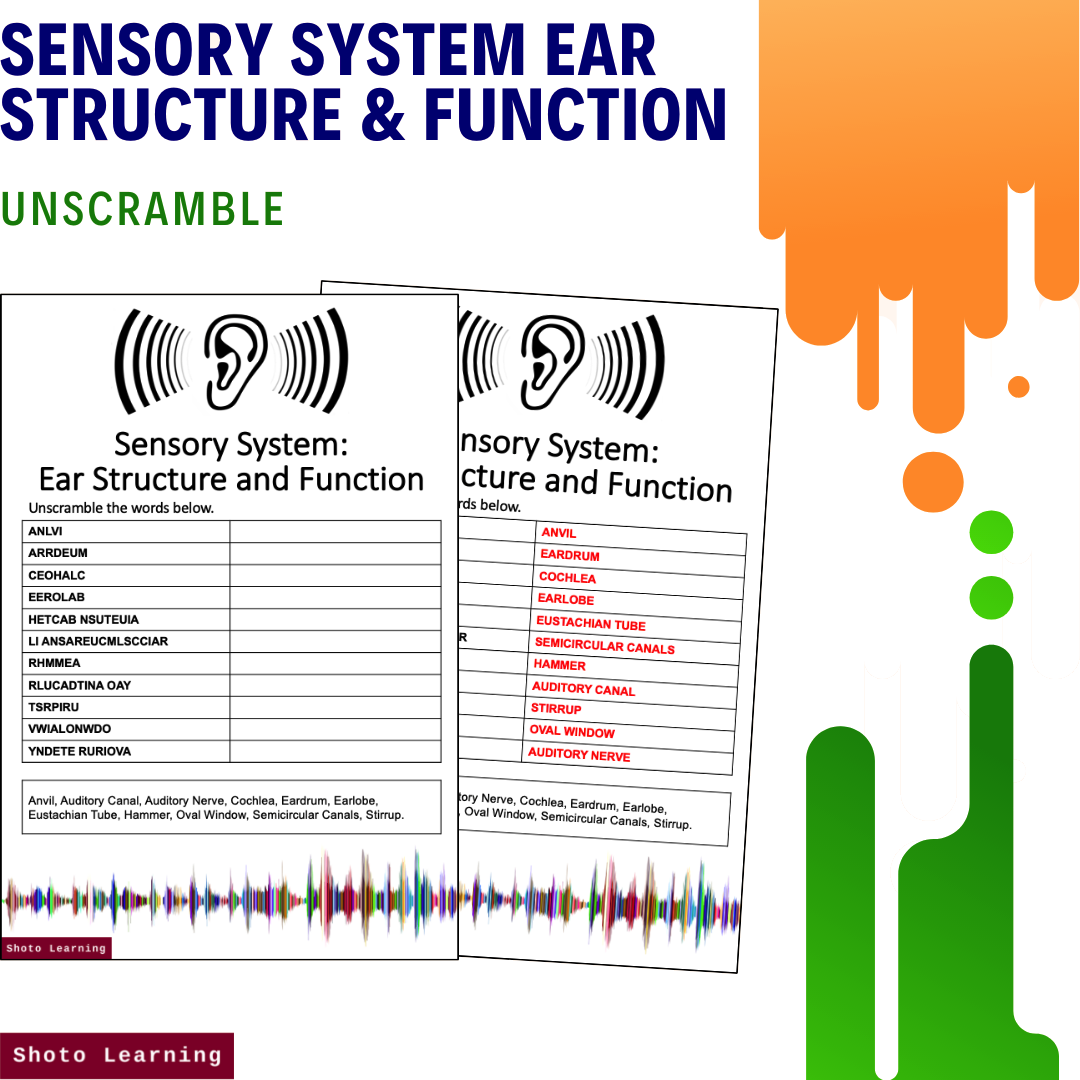 Sensory System Ear Structure and Function — Shoto Learning | English ...