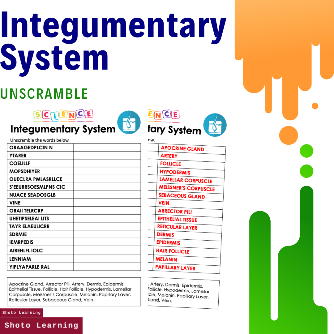 Integumentary System UN.png