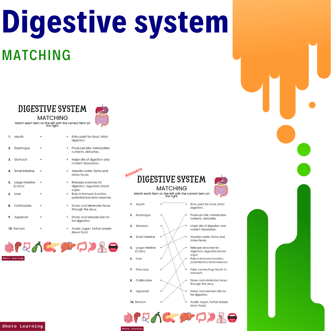 Digestive System Matching Worksheet: Learn the Parts and Functions