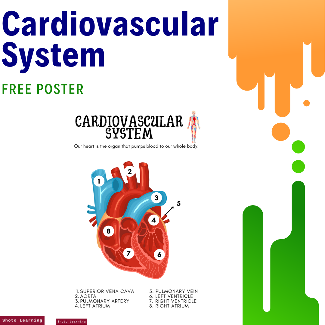 FREE Poster to Help You Learn About the Cardiovascular System — Shoto
