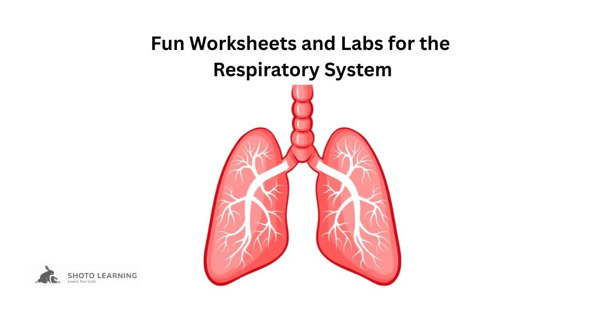 Fun Worksheets and Labs for the Respiratory System Engaging Activities to Enhance Student Learning