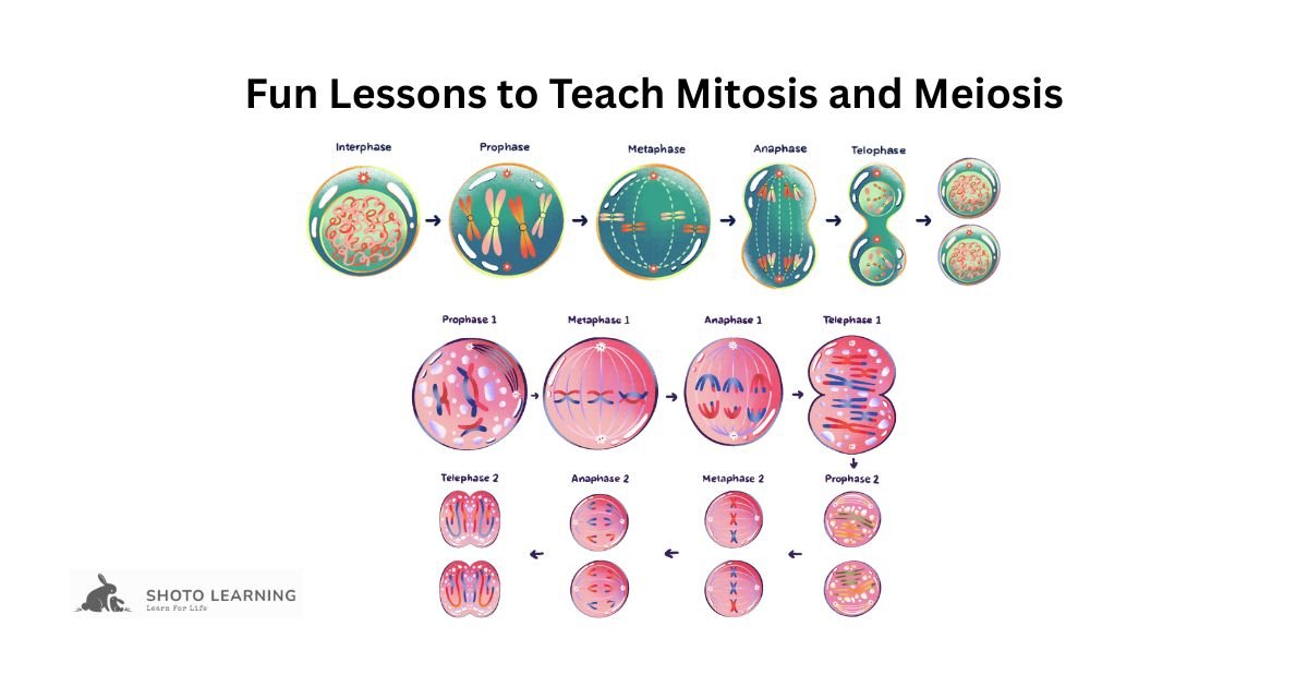 Fun Lessons to Teach Mitosis and Meiosis Engaging Strategies for the Classroom