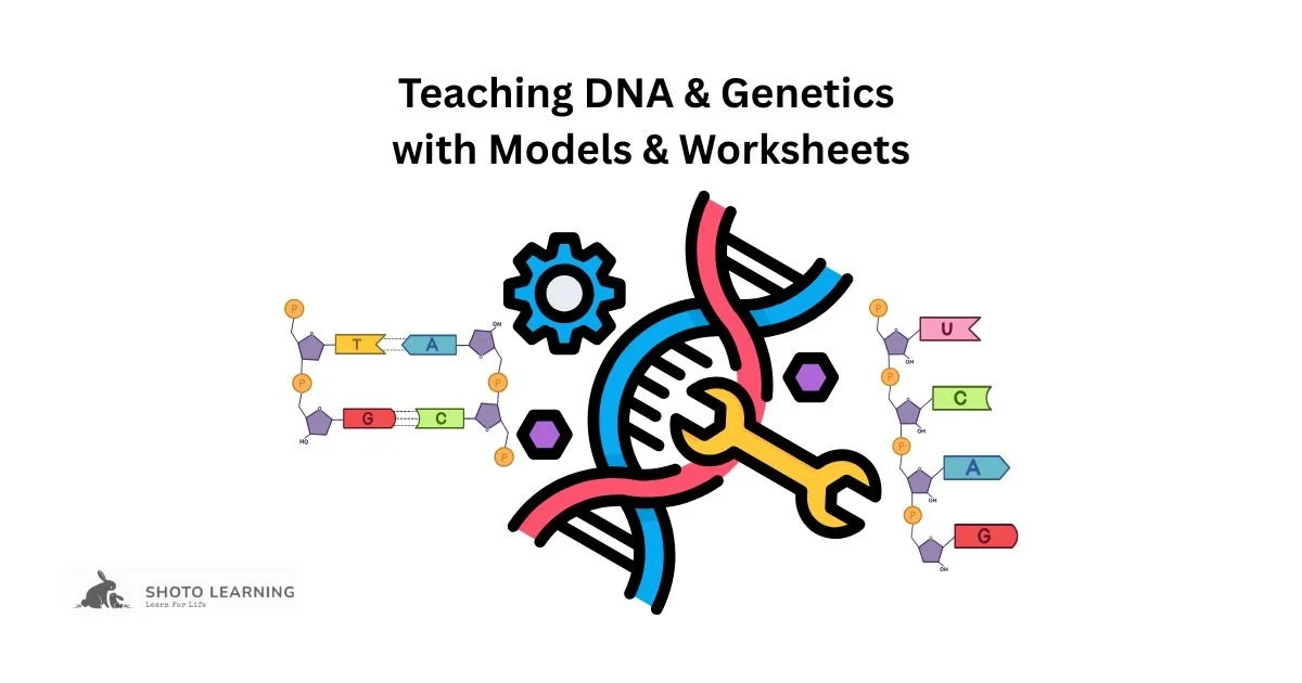 Teaching DNA and Genetics with Models &amp; Worksheets: A Complete Guide