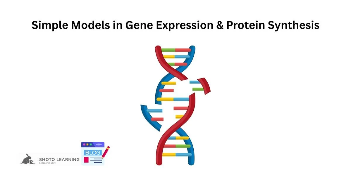 Exploring Gene Expression and Protein Synthesis with Simple Models for Effective Learning and Research