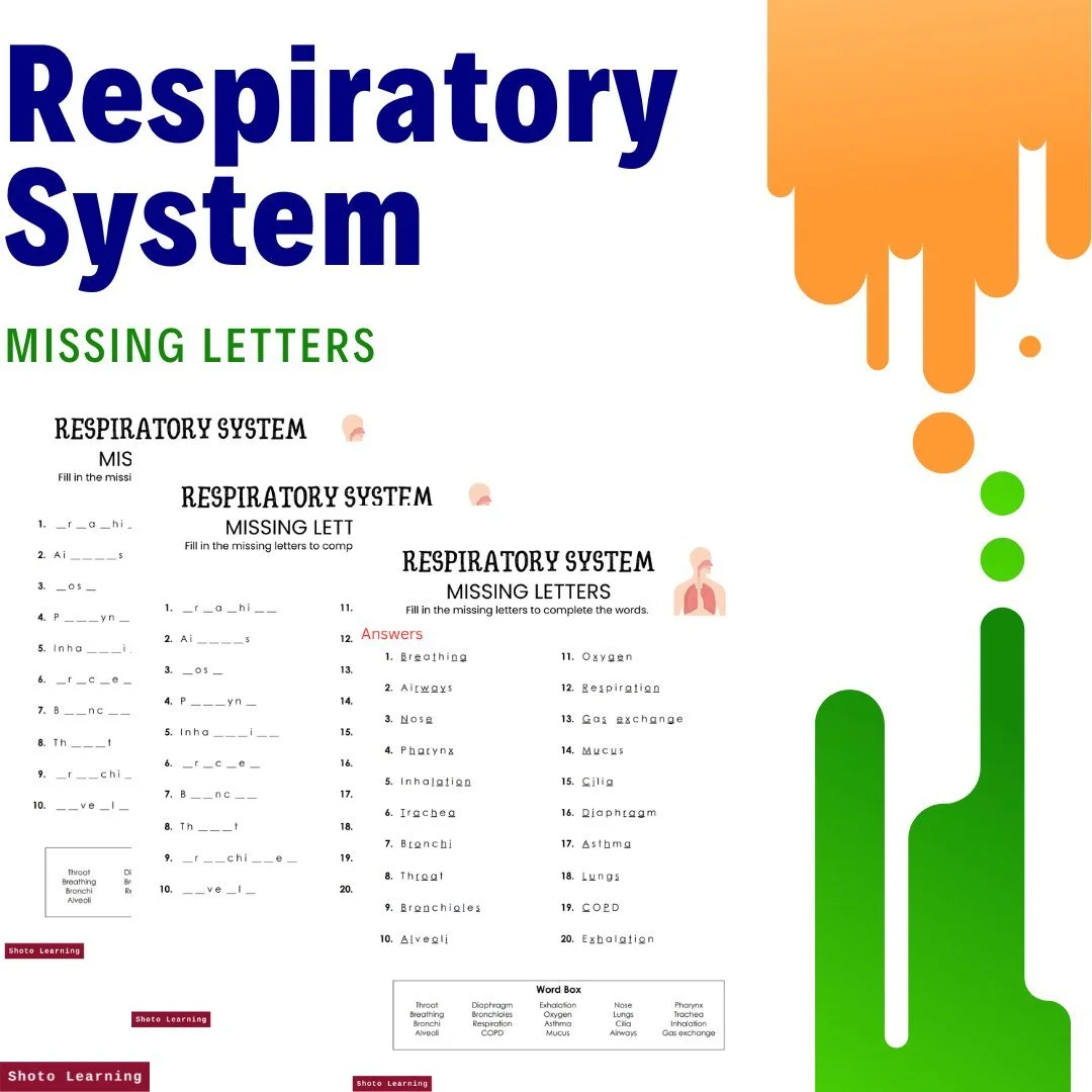 Respiratory System Poster: Learn Anatomy & Function | Free Download