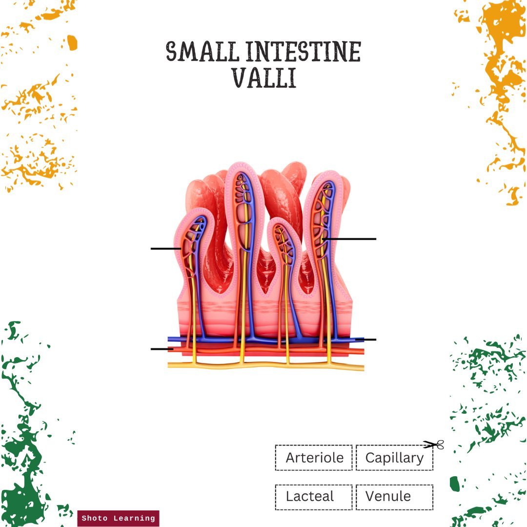 Small Intestine Dynamics Lining and Bacteria Cut and Paste 2.jpg