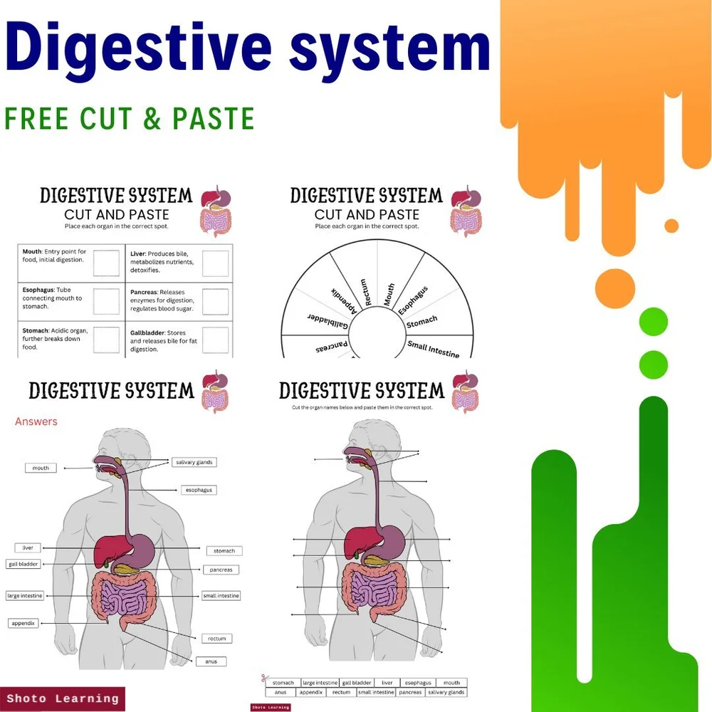 Digestive System Cut And Paste Digestive System KS2 Vocab Colouring