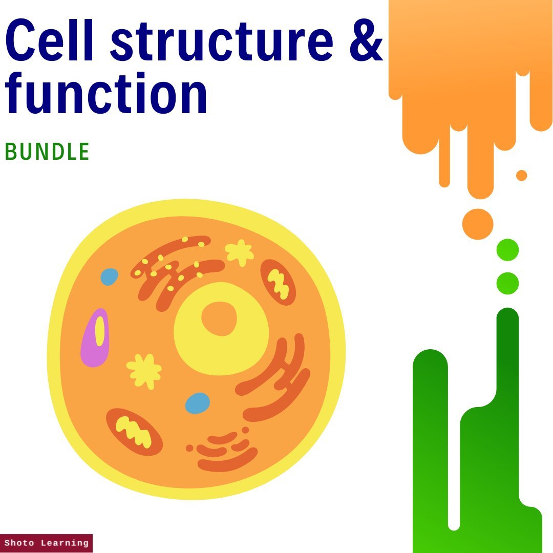 Bundle Cell structure and function.jpg