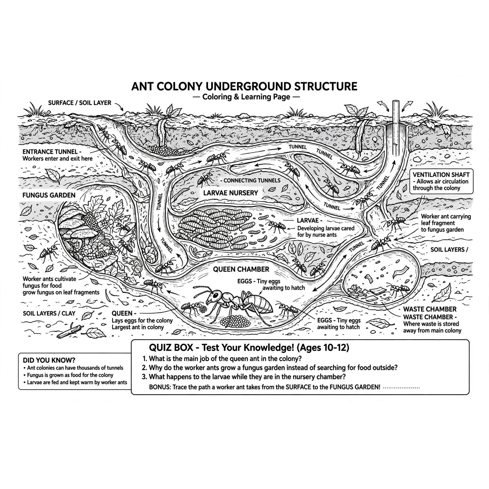 ant_colony_cross_section.jpg