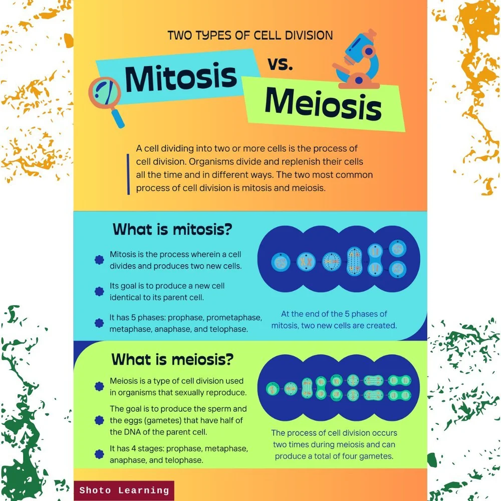 Mitosis vs. Meiosis: Two Types of Division