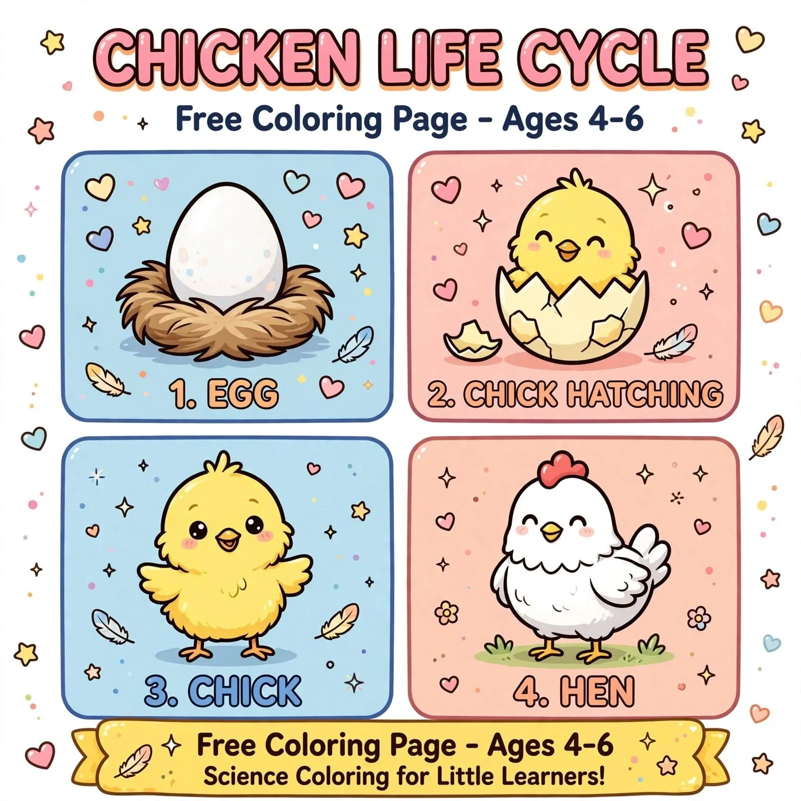 FREE Chicken Life Cycle Coloring Page | Life Cycle of a Chicken Worksheet