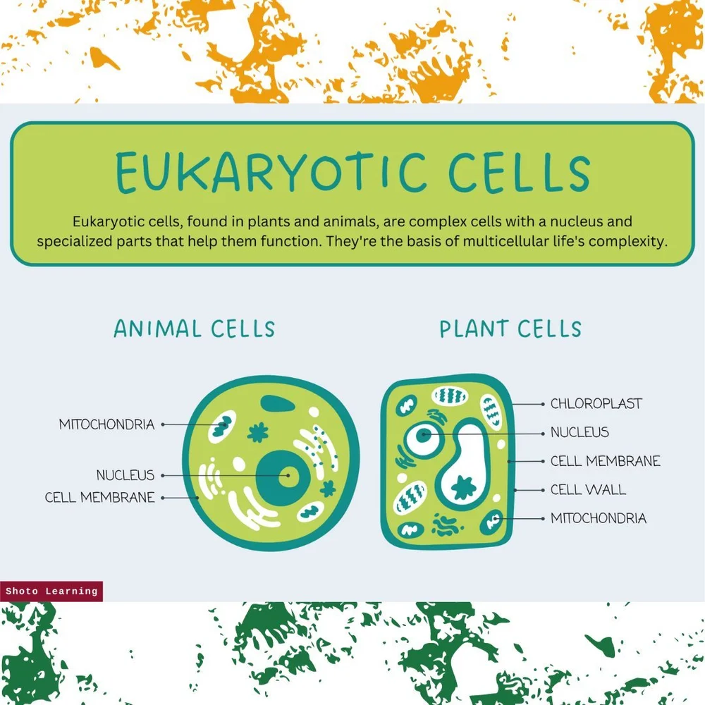 Plant vs Animal Cells