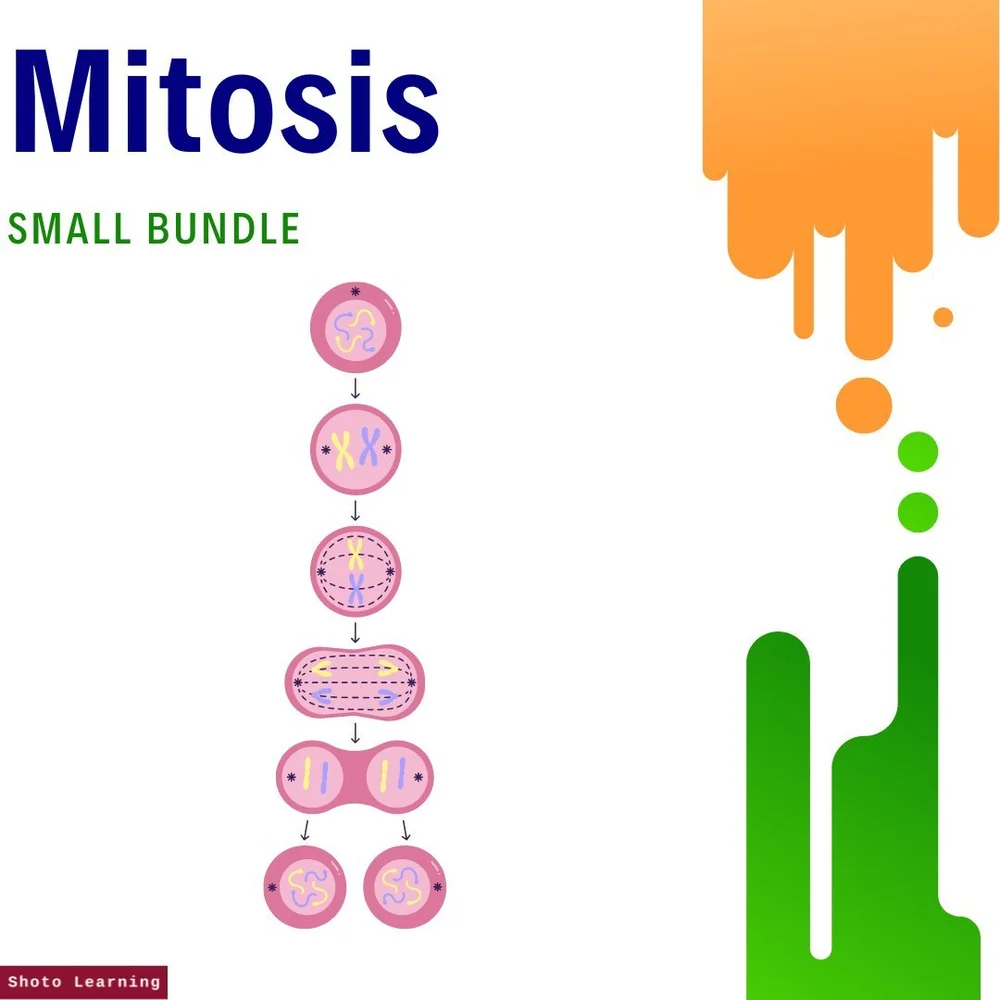 Unveiling Mitosis Poster - Educational Cell Division Chart