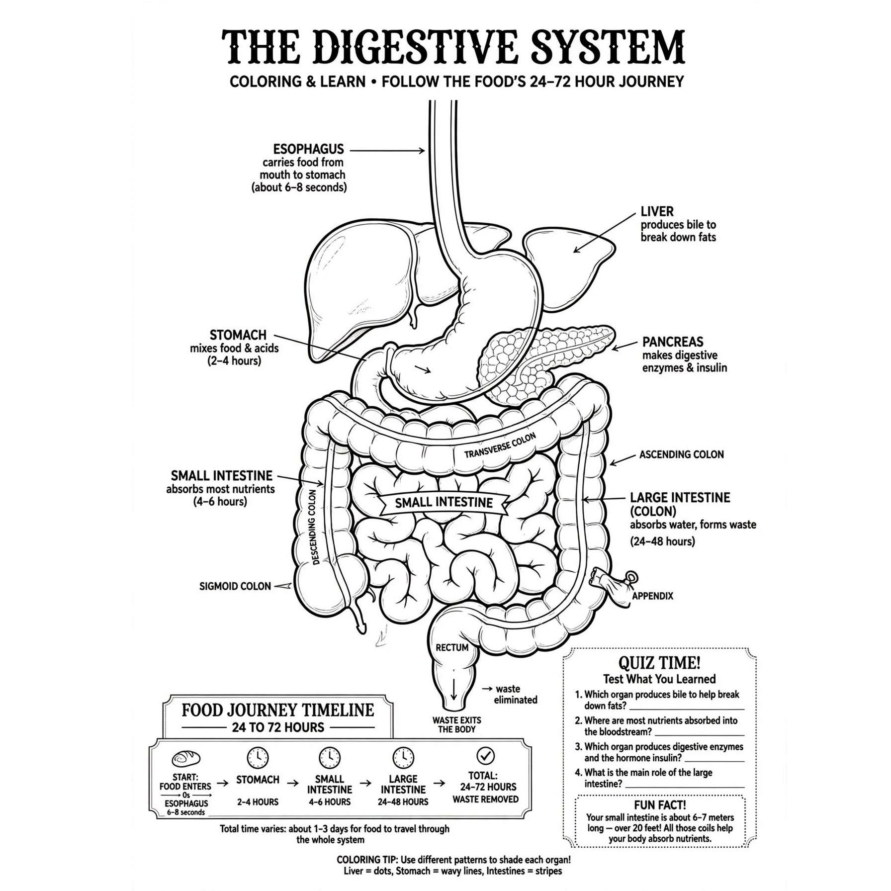 digestive system coloring page 1.jpg