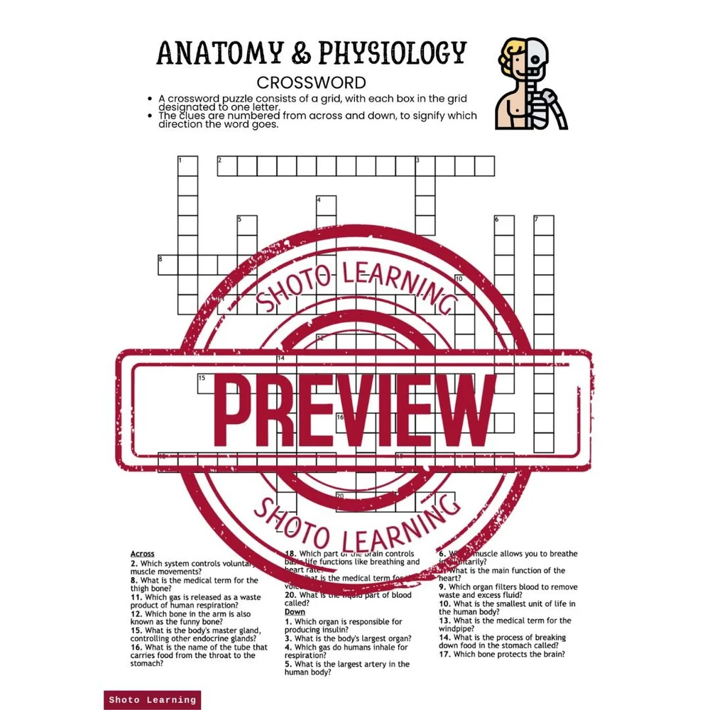 Anatomy & Physiology ABC Order Worksheet - 21 Terms with Answer Key