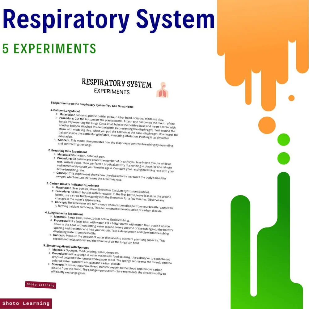 Respiratory System Diagram: Fill in the Blanks and Learn
