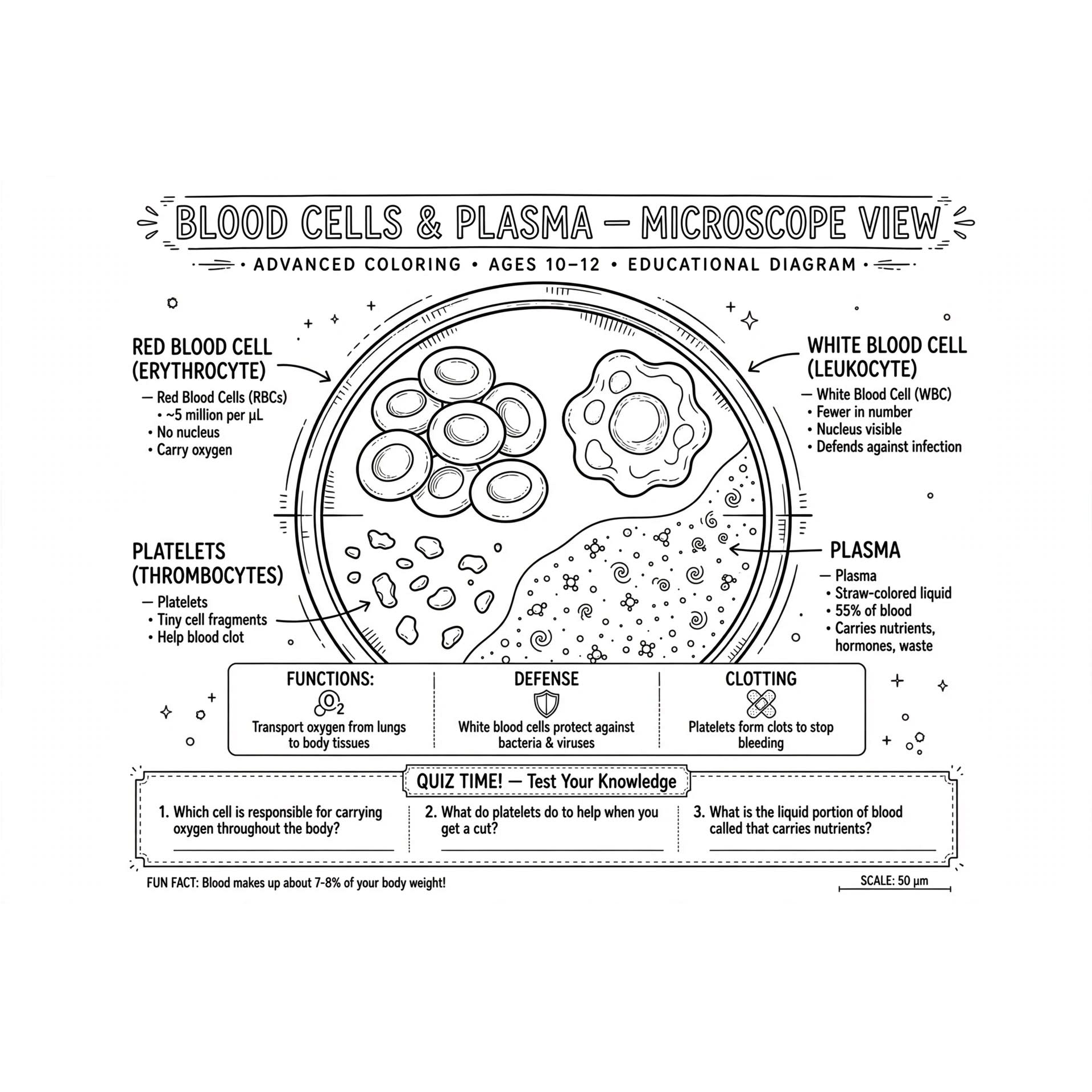 blood_cells_microscope_diagram.jpg