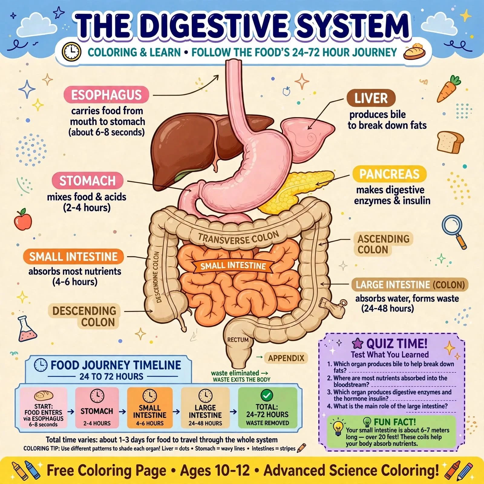 FREE Digestive System Coloring Page | Food Journey 24-72 Hours Diagram Age 10-12