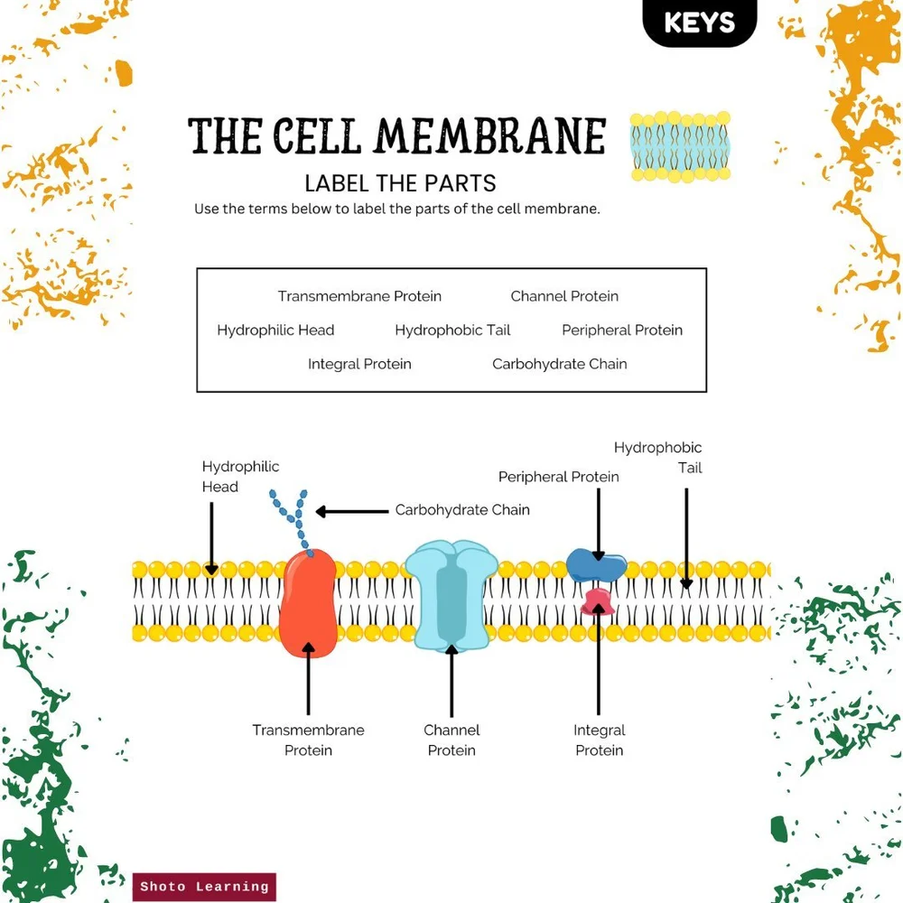 Cell Membranes Worksheet Bundle Enhance Cellular Biology Learning