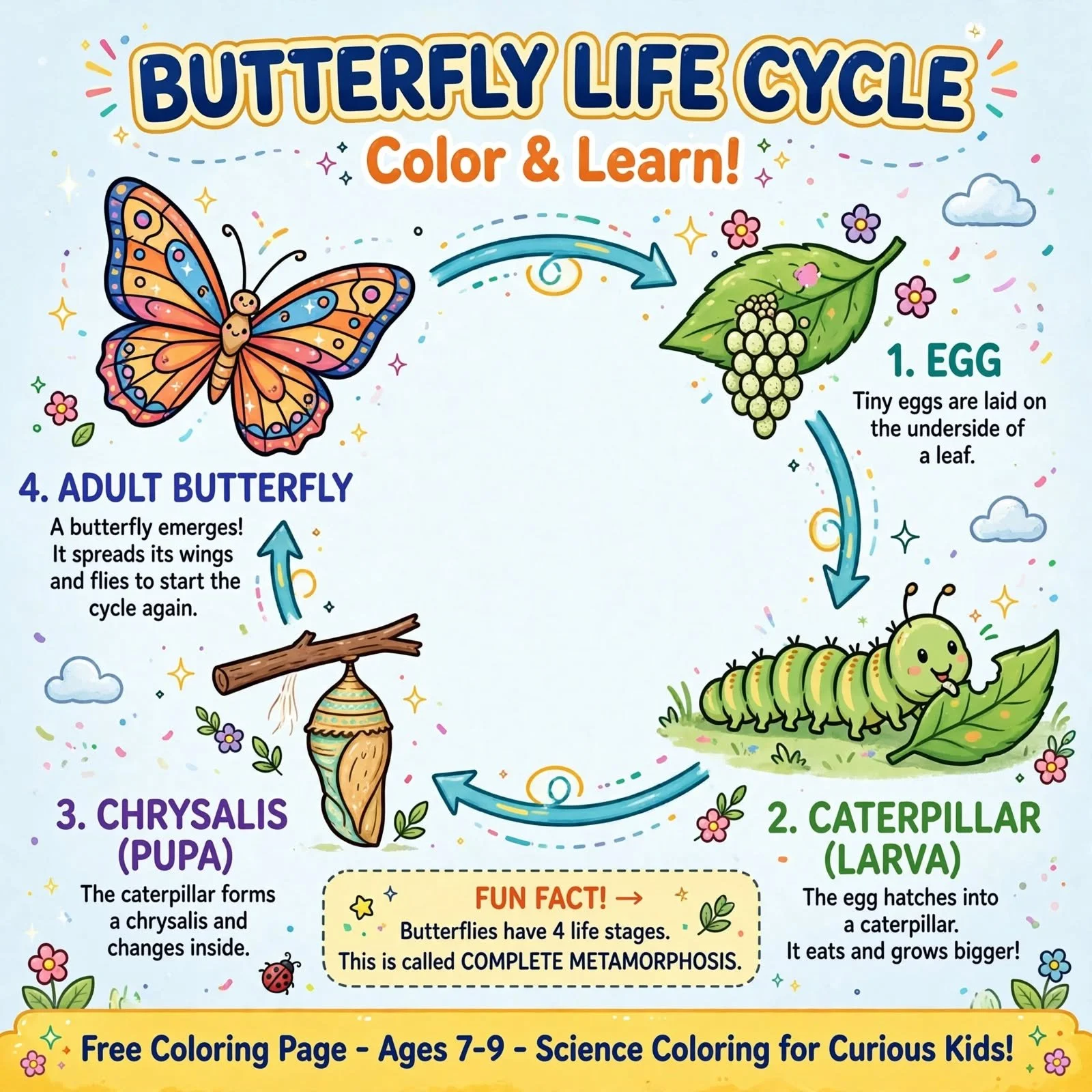 FREE Butterfly Life Cycle Coloring Page | Complete Metamorphosis For Ages 7-9