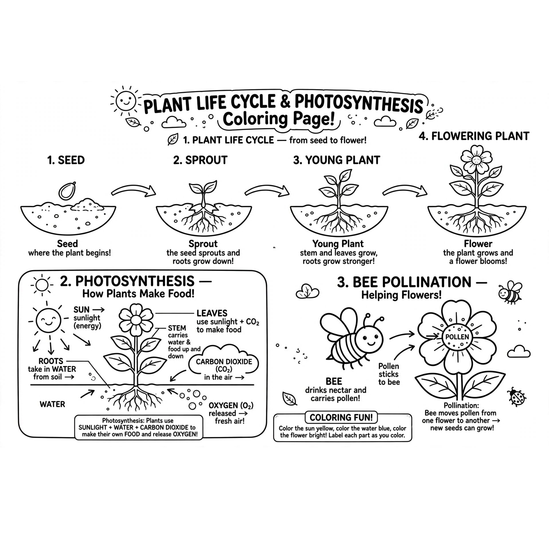 Page 5 plant_life_cycle_coloring_page.jpg