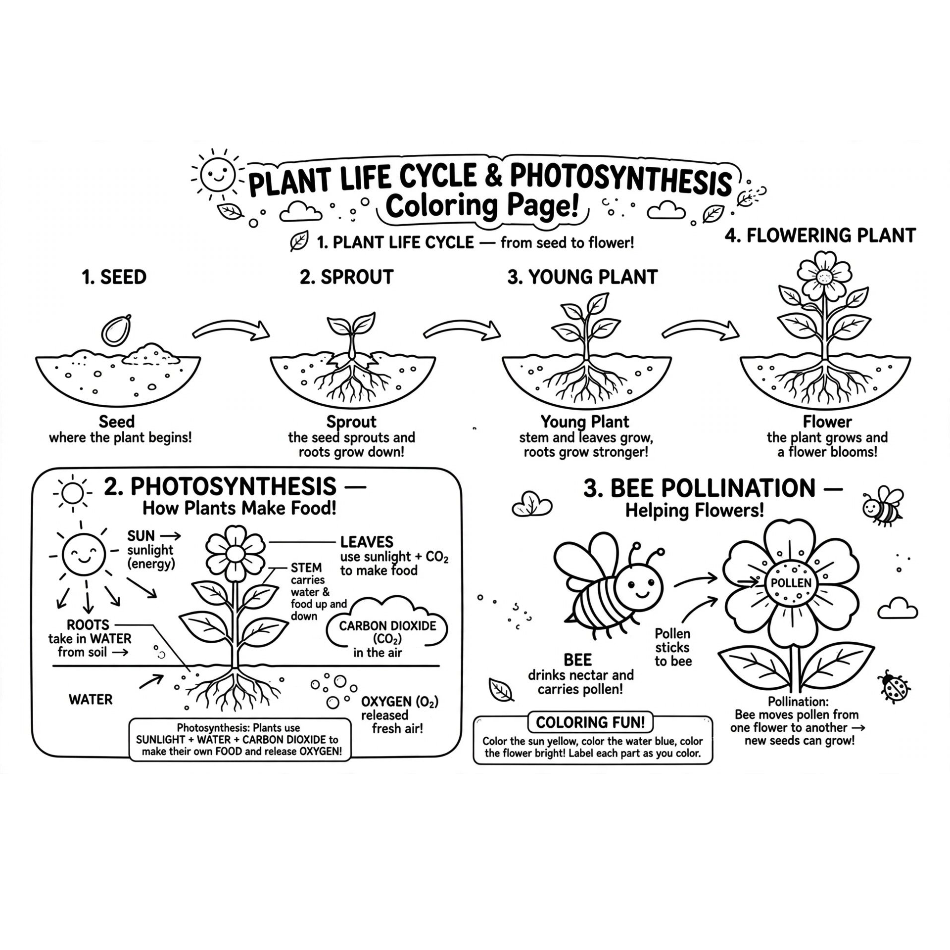 Page 5 plant_life_cycle_coloring_page.jpg