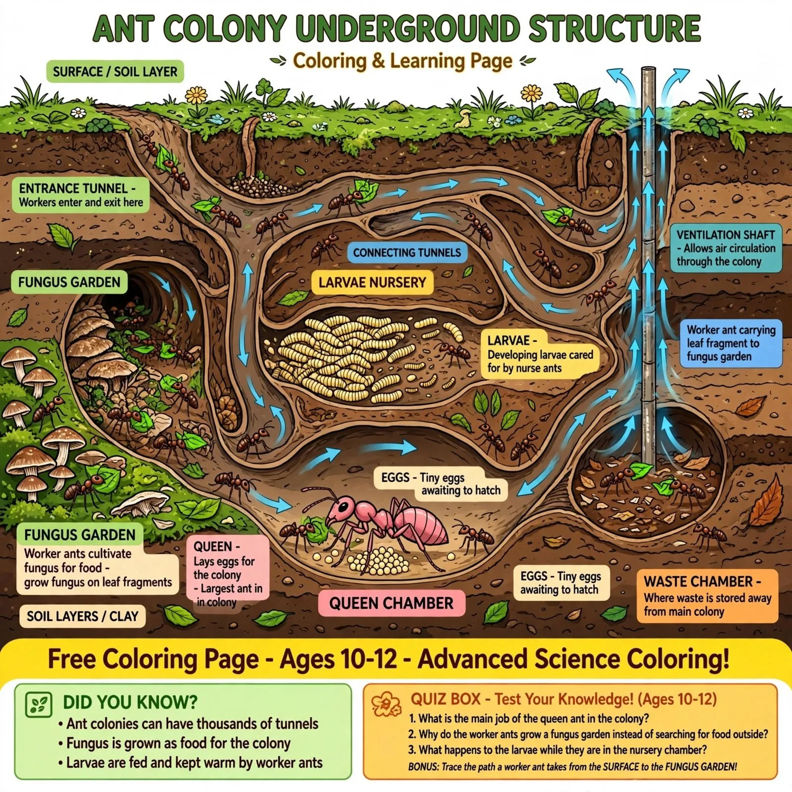 Ant Colony Structure Coloring Page - Underground Tunnels - Science Worksheet