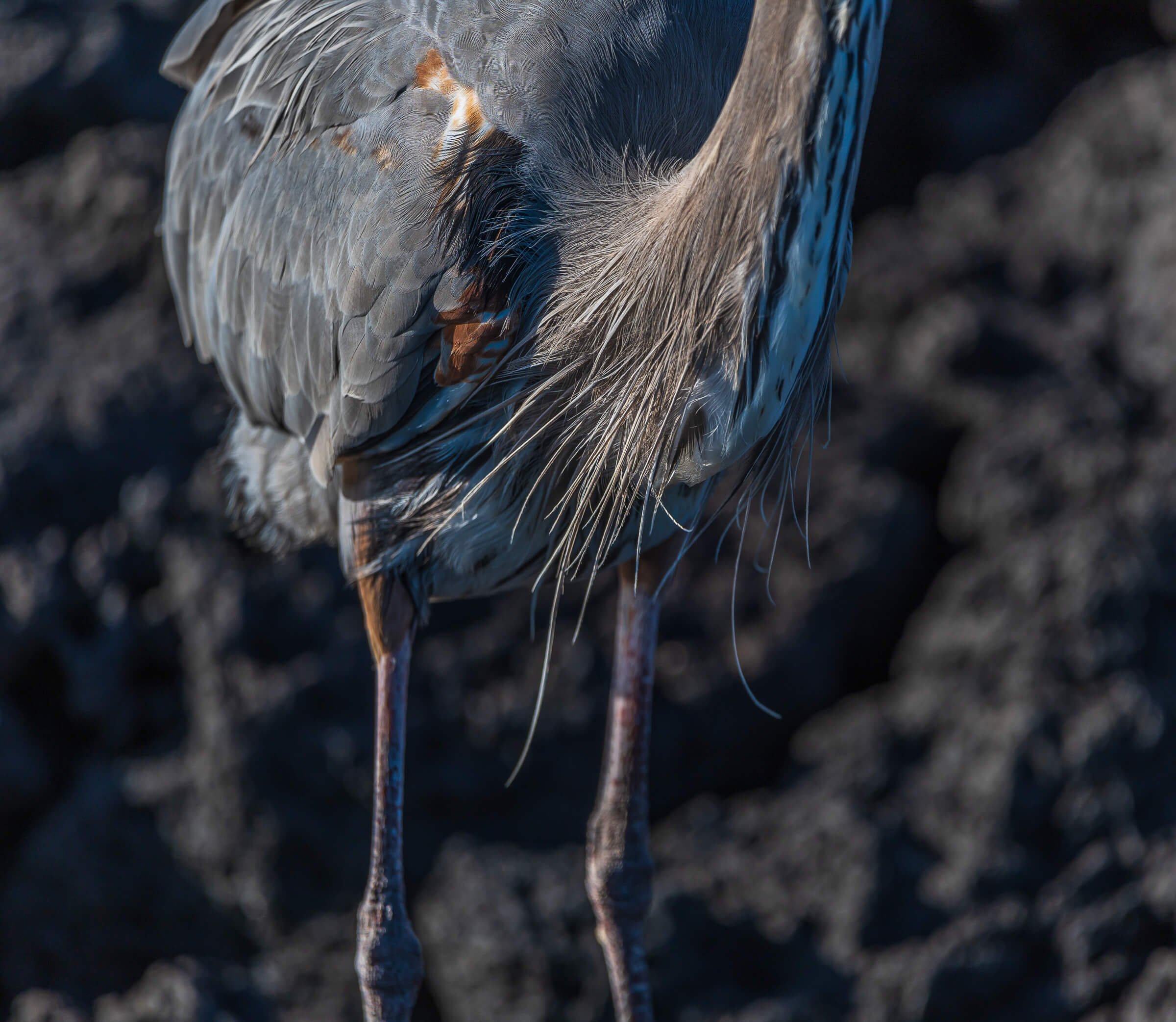 190702-GALAPAGOS-106.jpg