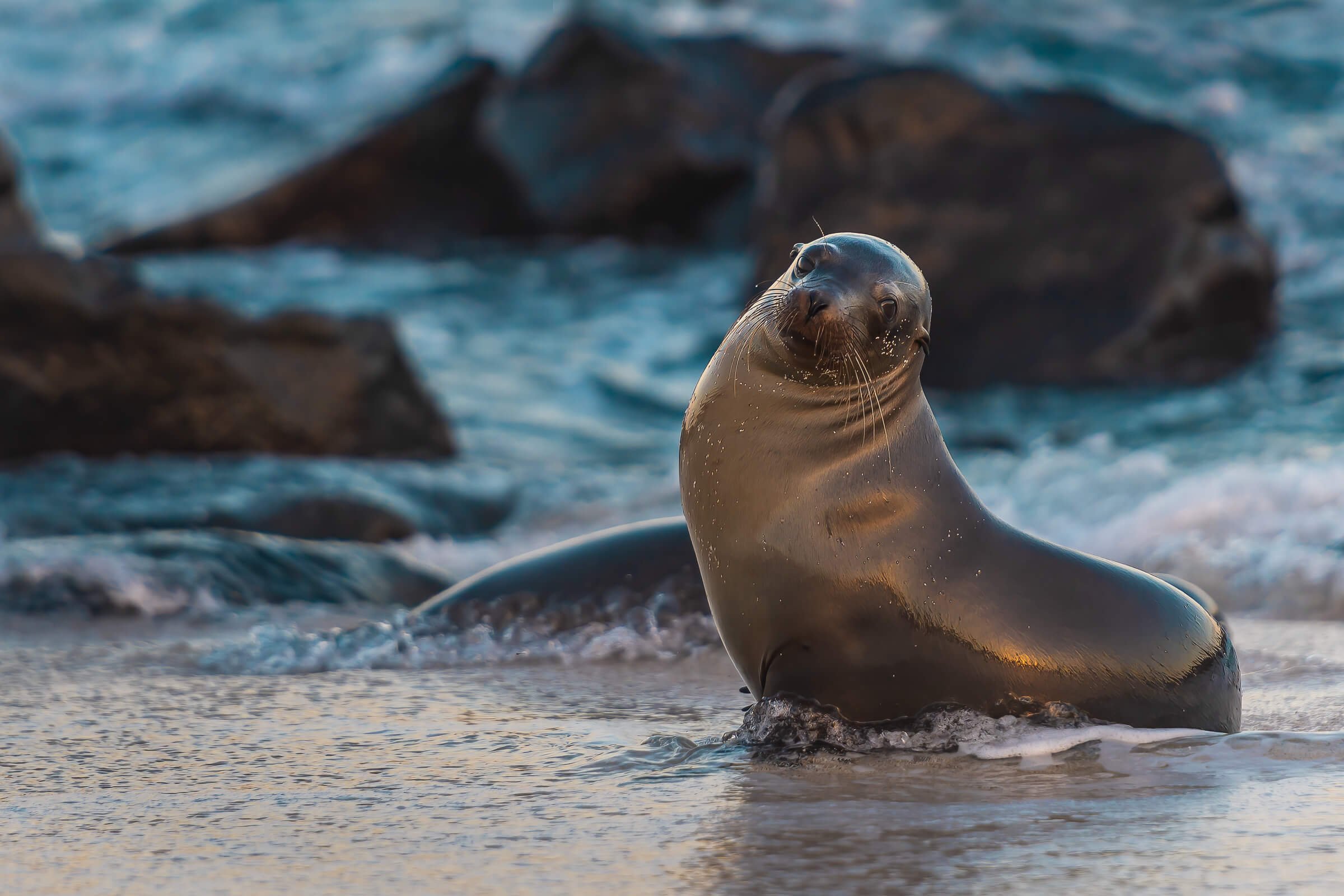 190702-GALAPAGOS-299.jpg
