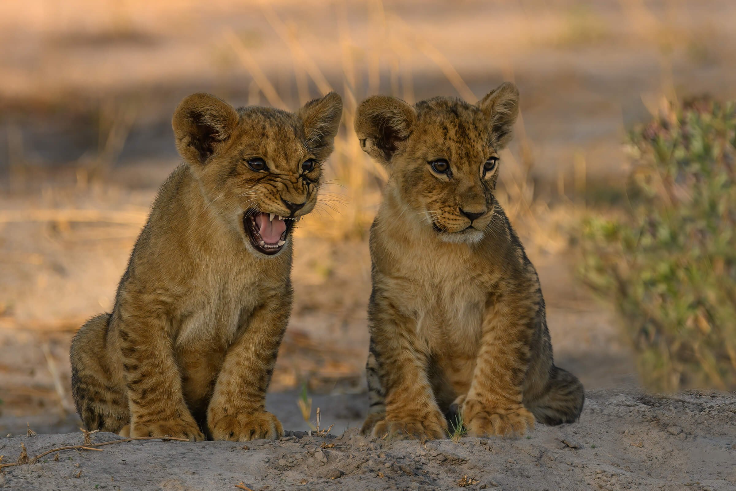 191114-BOTSWANA-923-2.jpg