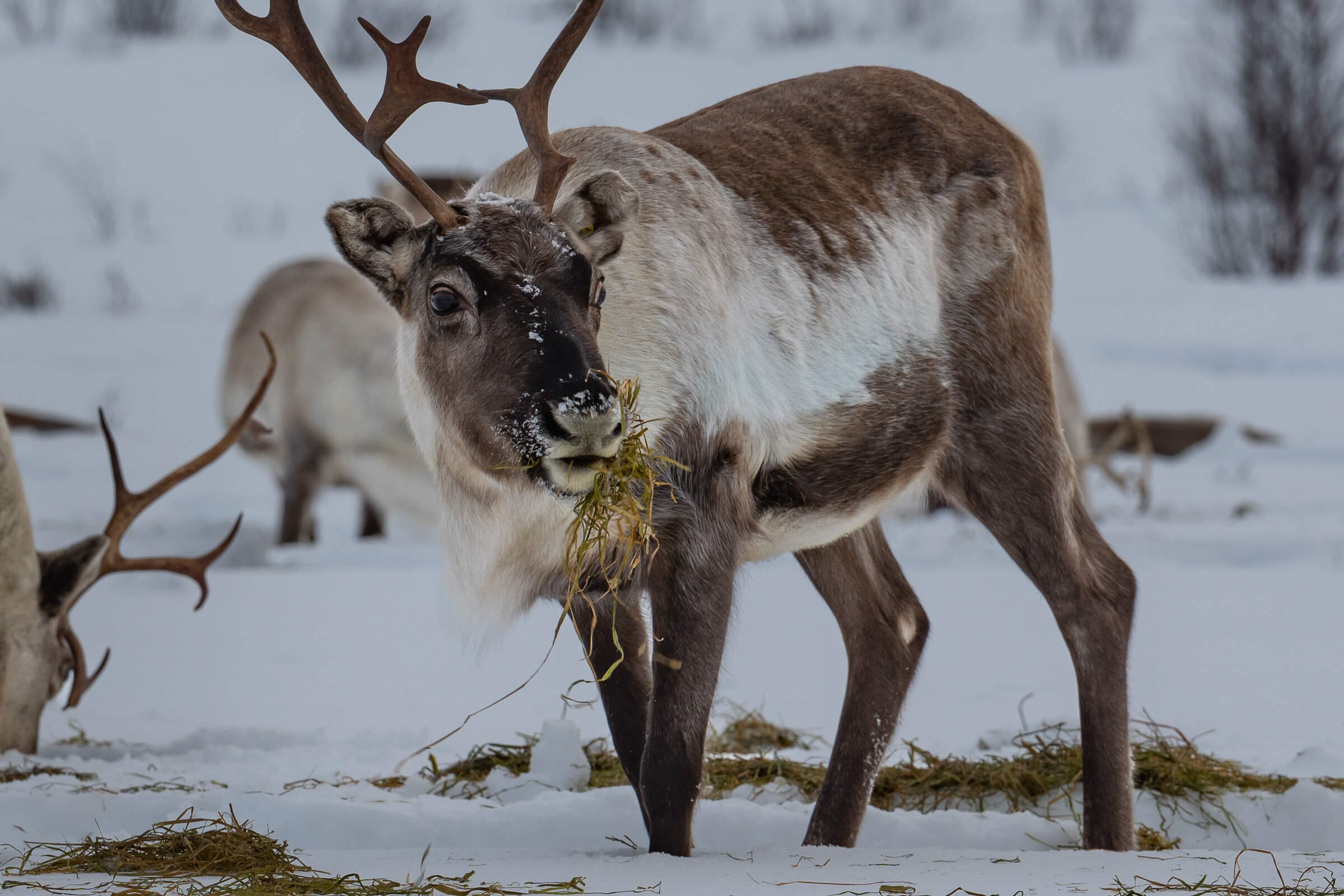 220206-KARASJOK-94.jpg