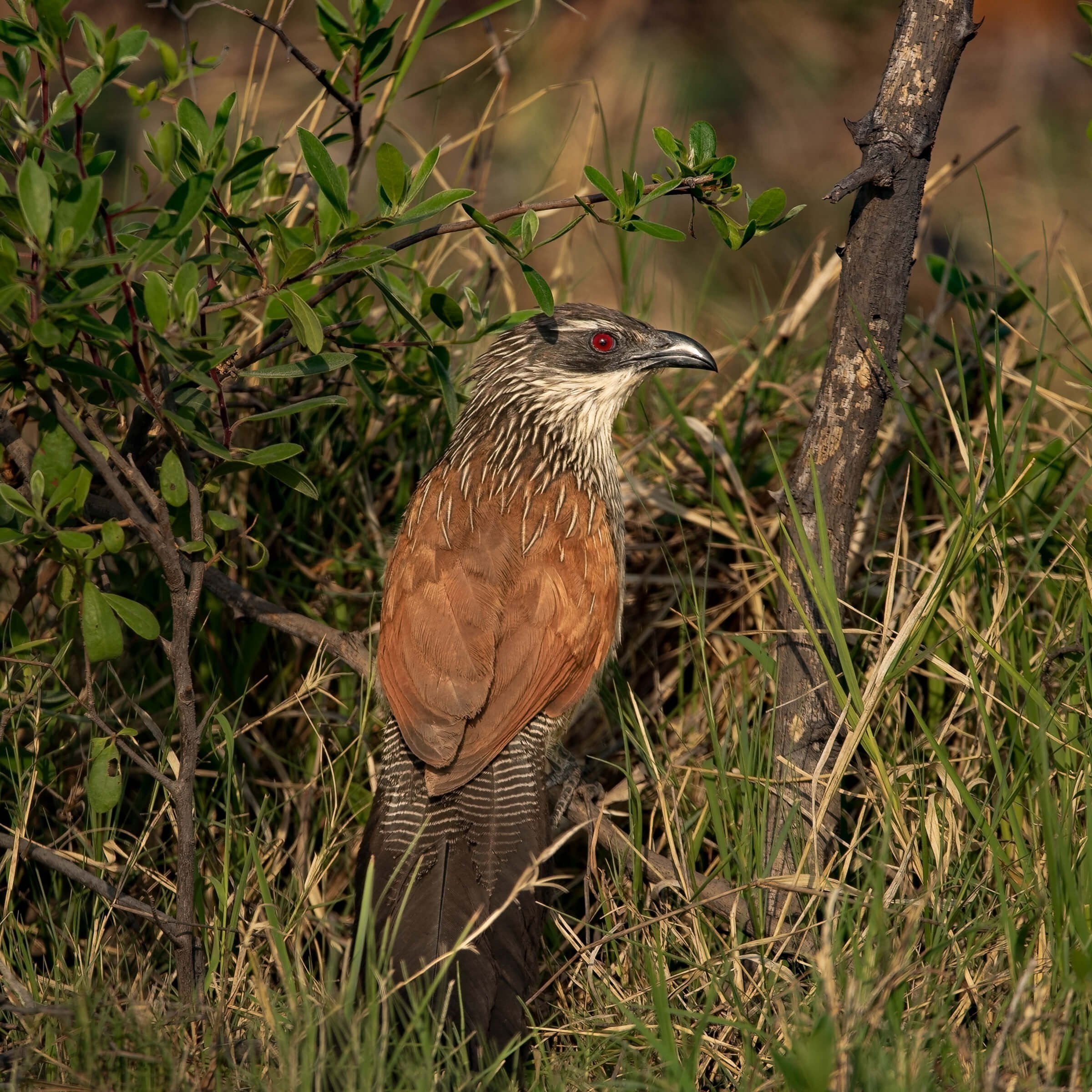 11.04%2BGOMOTI%2BPLAINS%2B1-81.jpg
