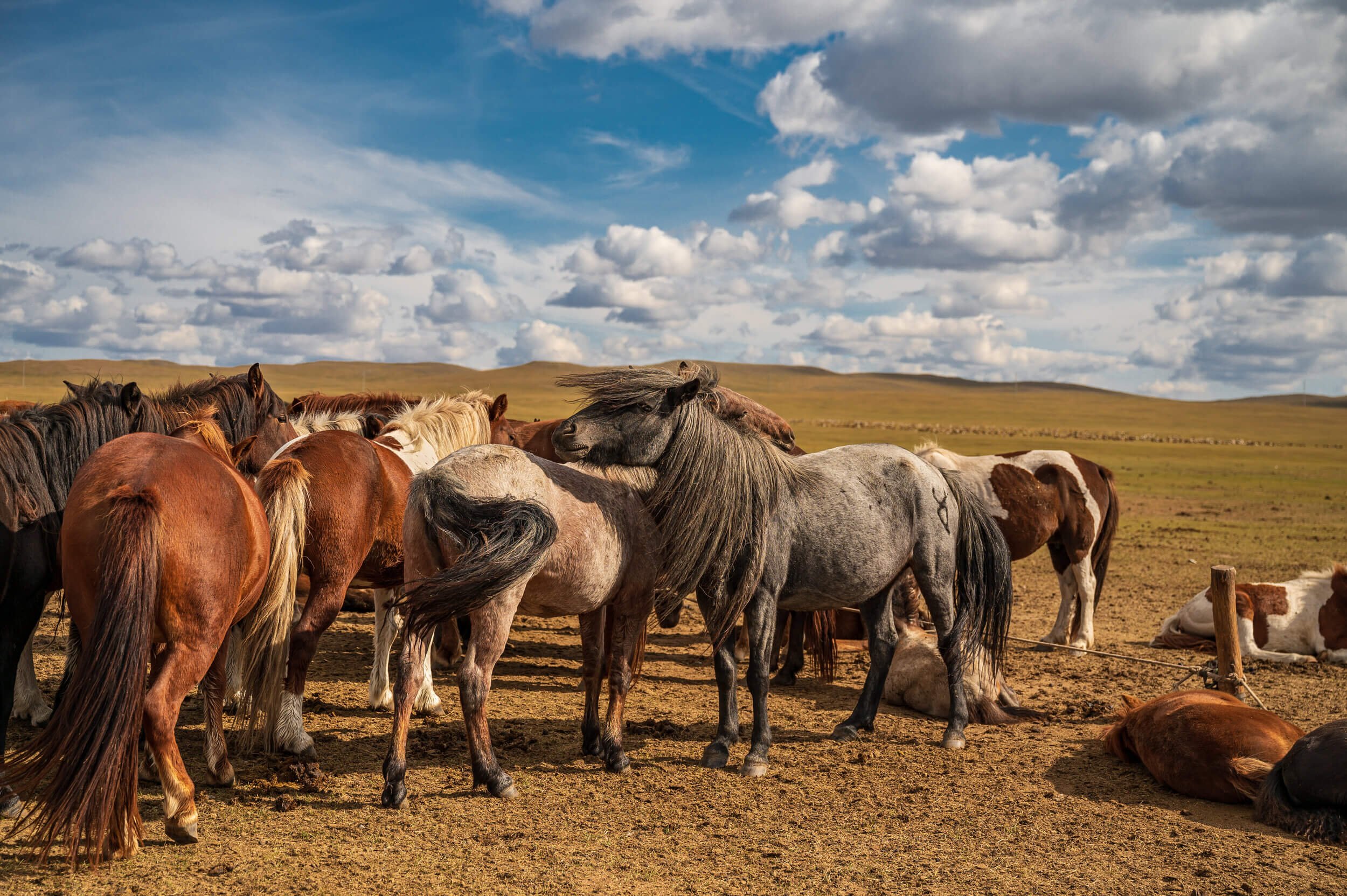 190922-MONGOLIA-2-23.jpeg