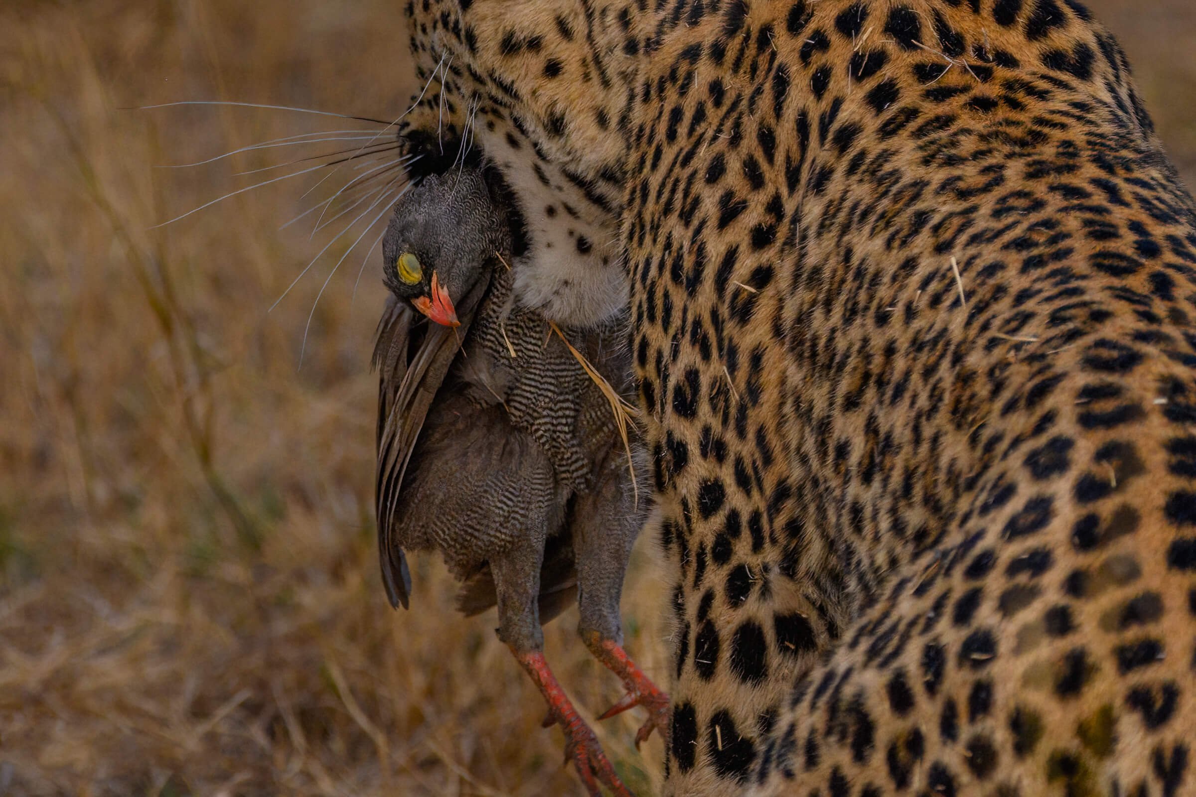 191114-BOTSWANA-17.jpg