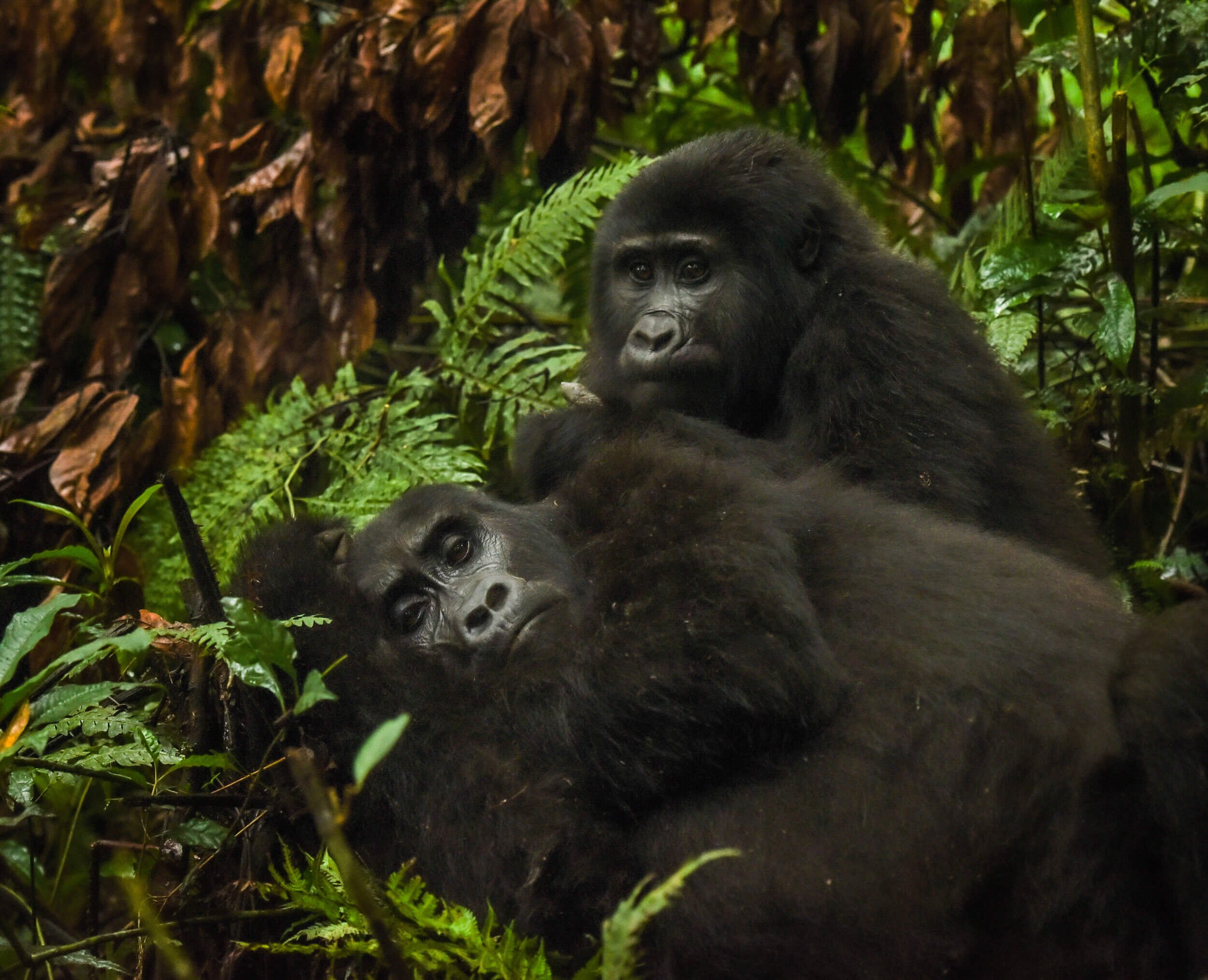 190604-UGANDA+ONLY+GORILLAS-212.jpeg