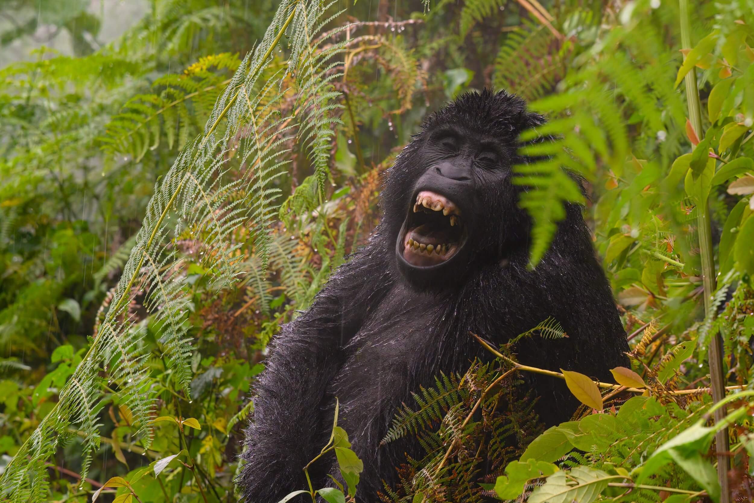 190604-UGANDA+ONLY+GORILLAS-67.jpeg