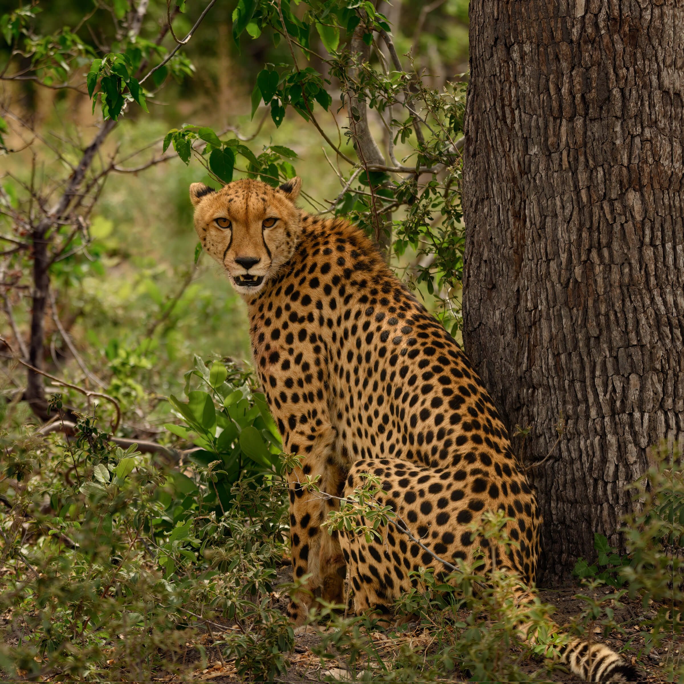 191114-BOTSWANA-328.jpg