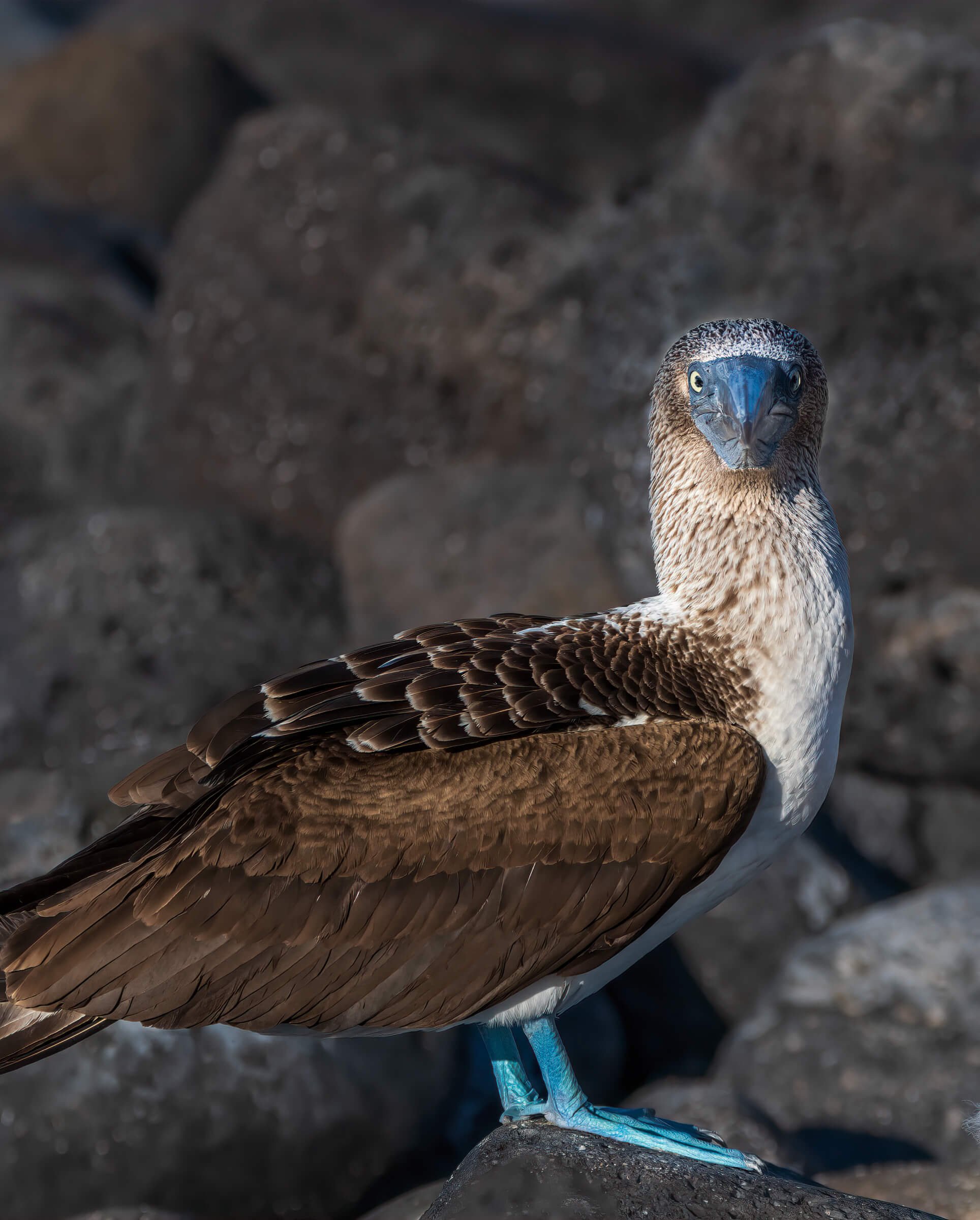 190702-GALAPAGOS-755.jpg