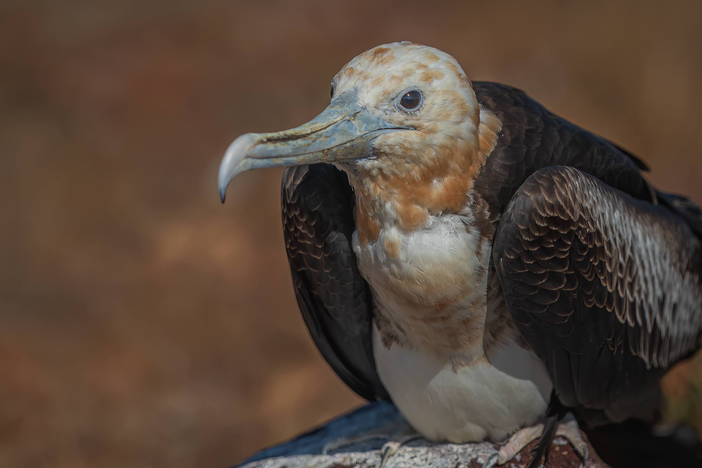 190702-GALAPAGOS-391.jpg