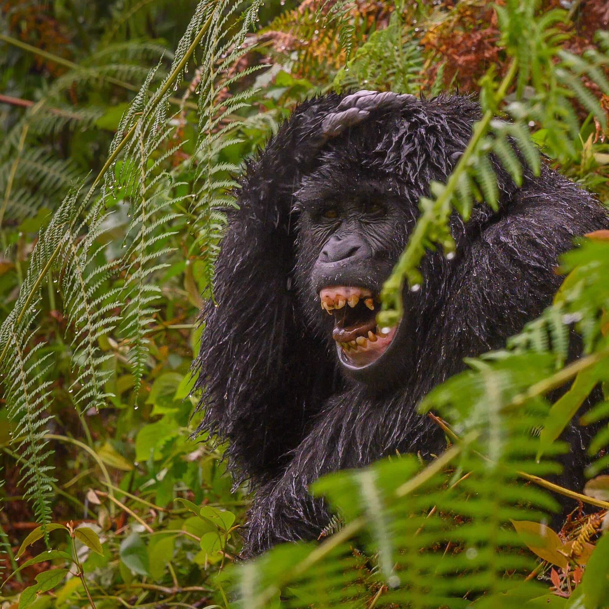 190604-UGANDA+ONLY+GORILLAS-34.jpeg