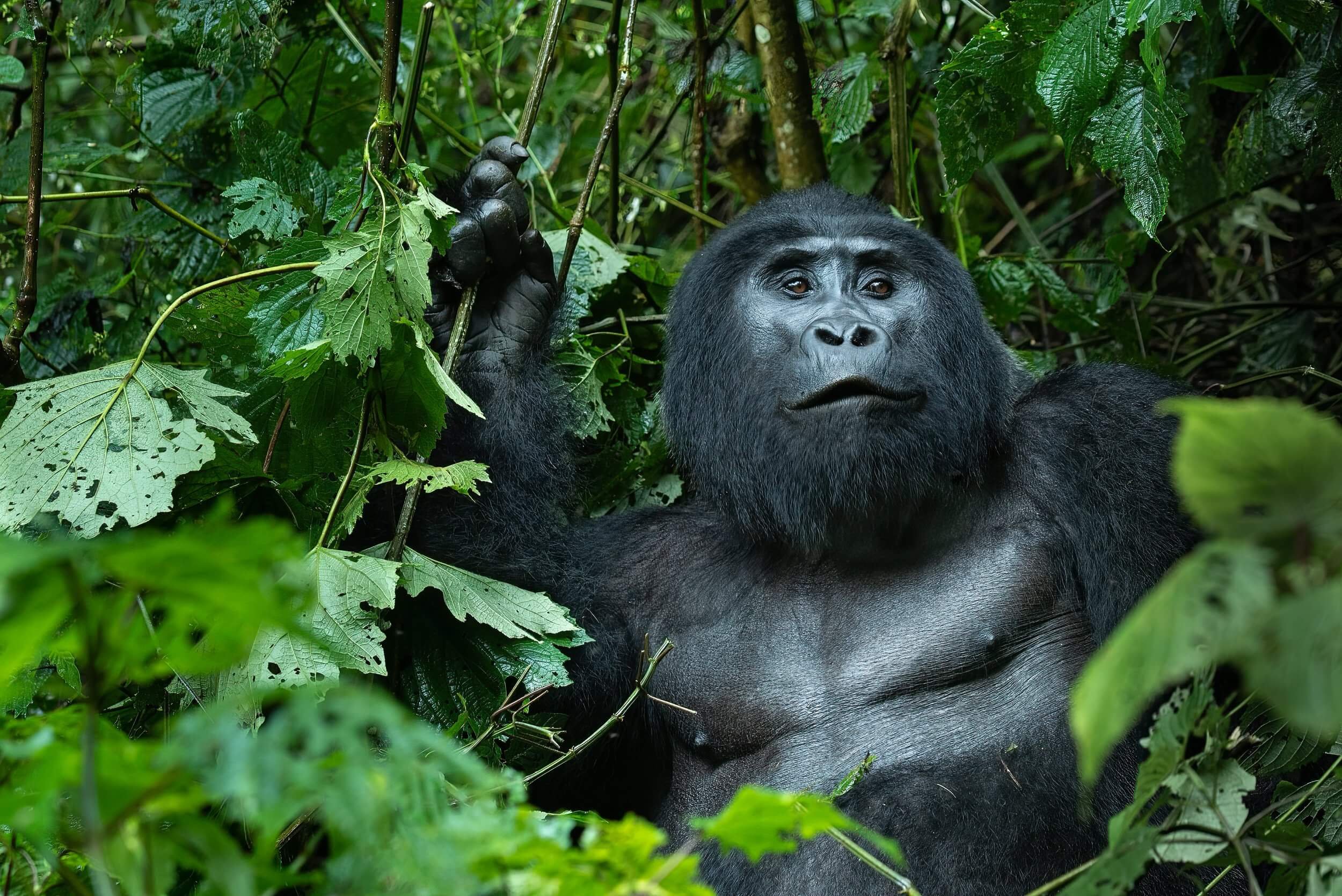 190604-UGANDA+ONLY+GORILLAS-149.jpeg